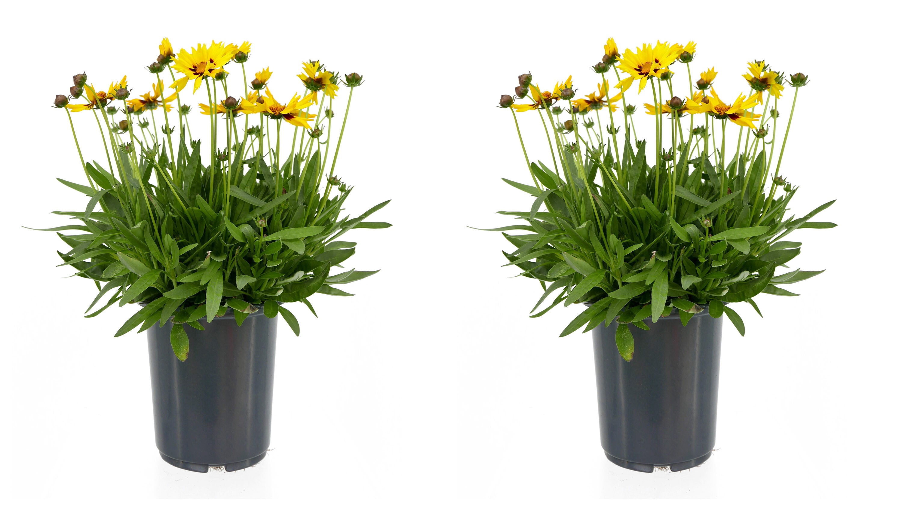 2.5 -Quart Yellow Coreopsis g. 'Sunkiss' 2 -Pack - Low Maintenance