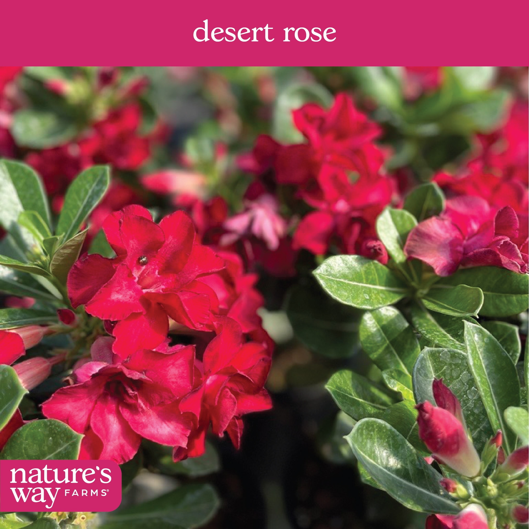 Nature's Way Farms 1 -Pack Growers Choice Desert Rose in 2 -Quart