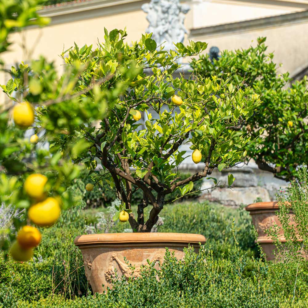 Brighter Blooms 12590 Fruit-Plants - View #3