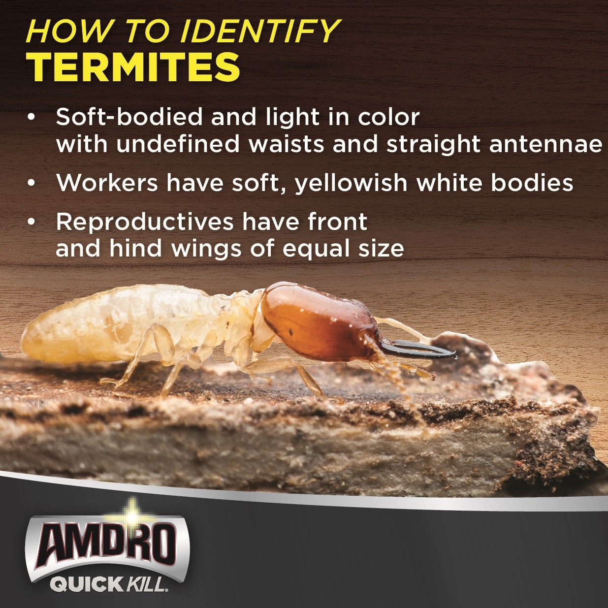 AMDRO 18-oz Quick Kill Carpenter Bee Ant and Termite Killer Foam at ...