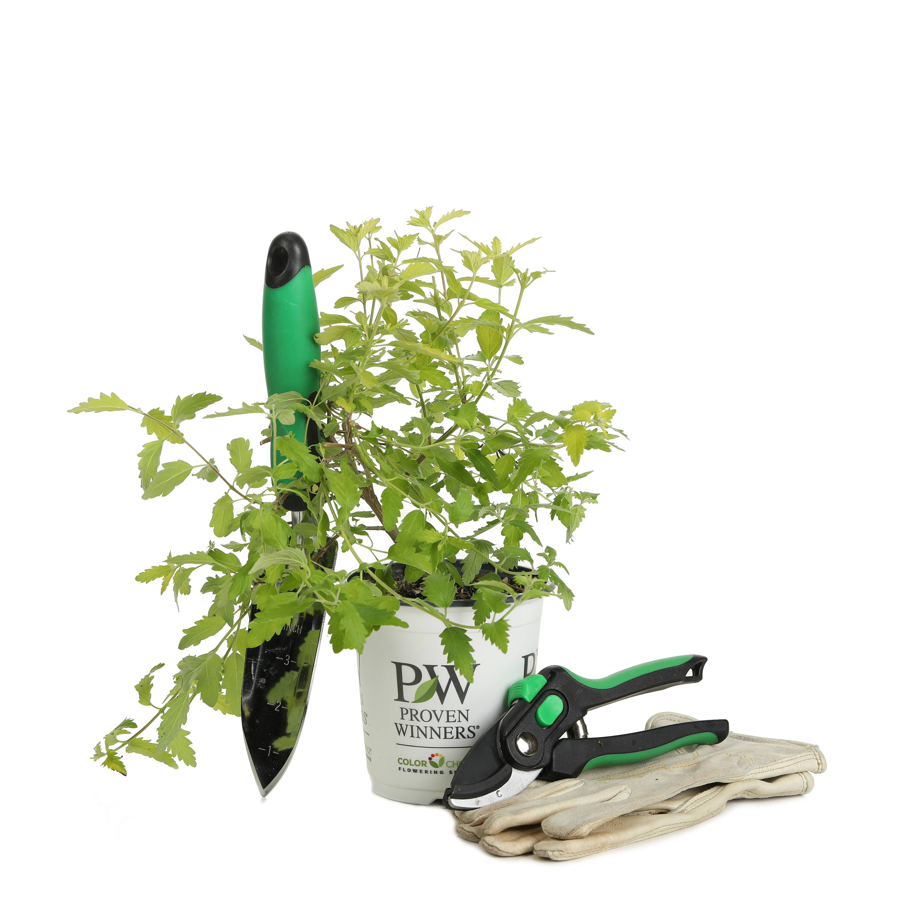 Proven Winners CARPRC1067800 shrubs - View #2