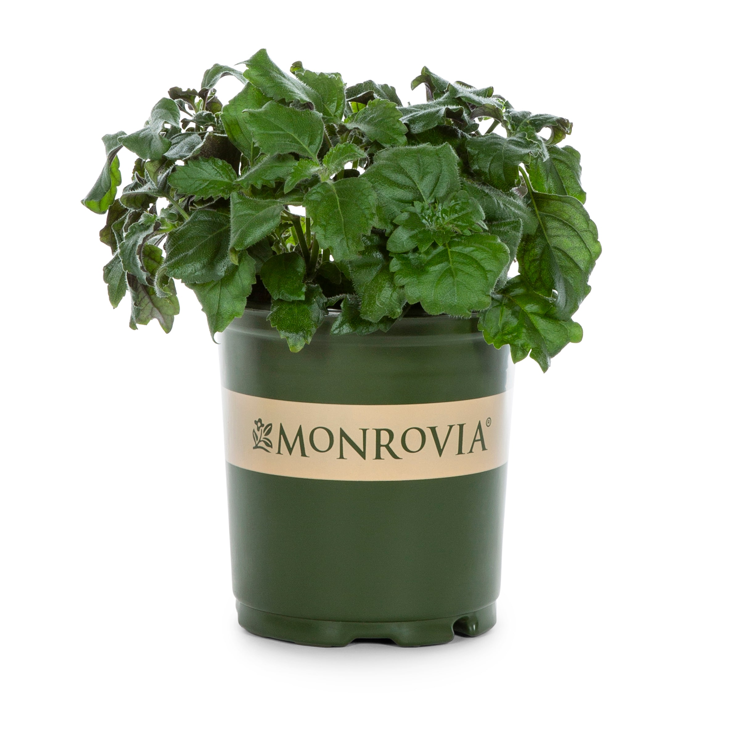 Monrovia 4344 annuals - View #3