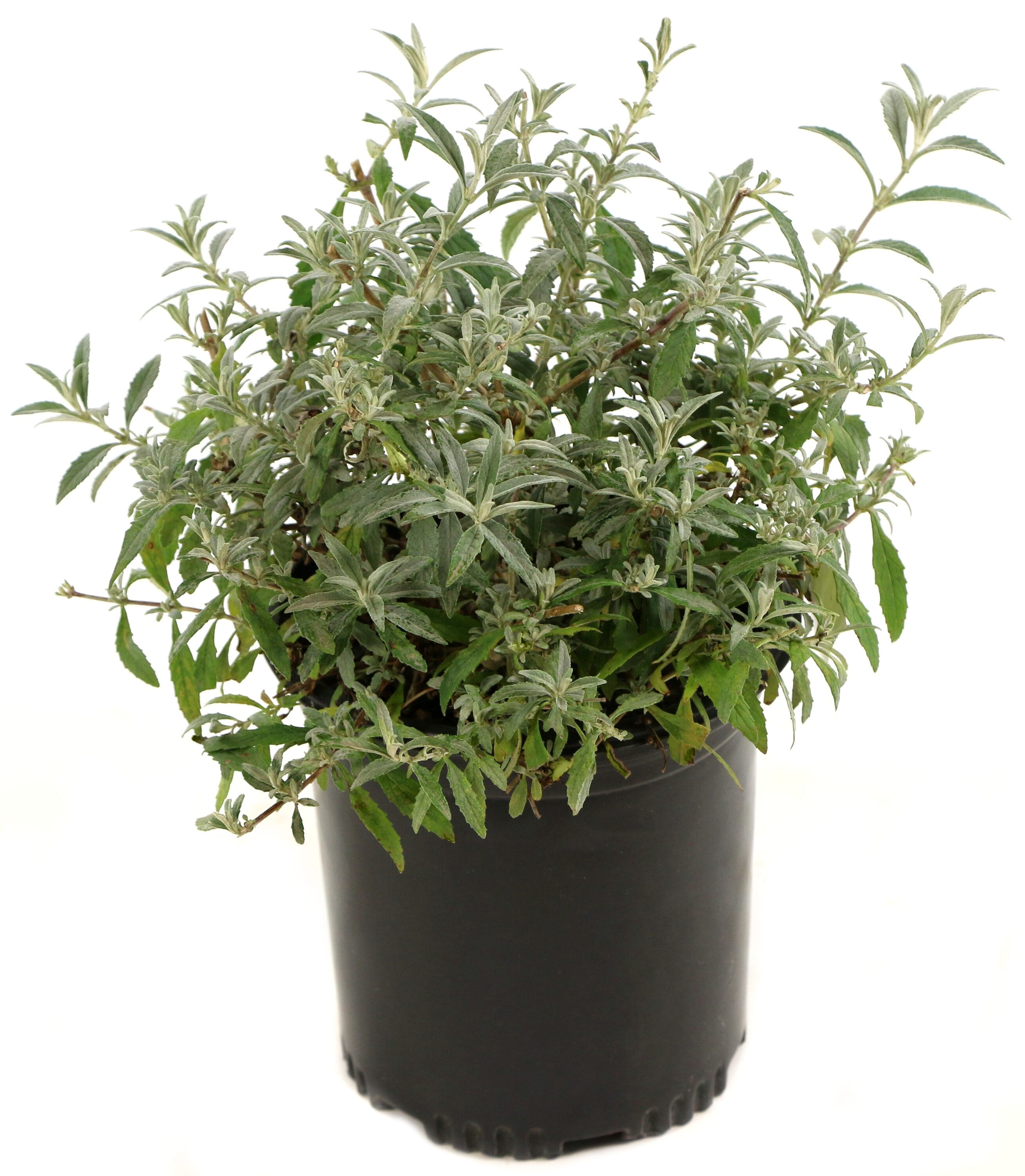 National Plant Network LW1678 Buddleia True Blue Foundation/Hedge Shrub in 3 -Gallon Planter with Blue Blooms
