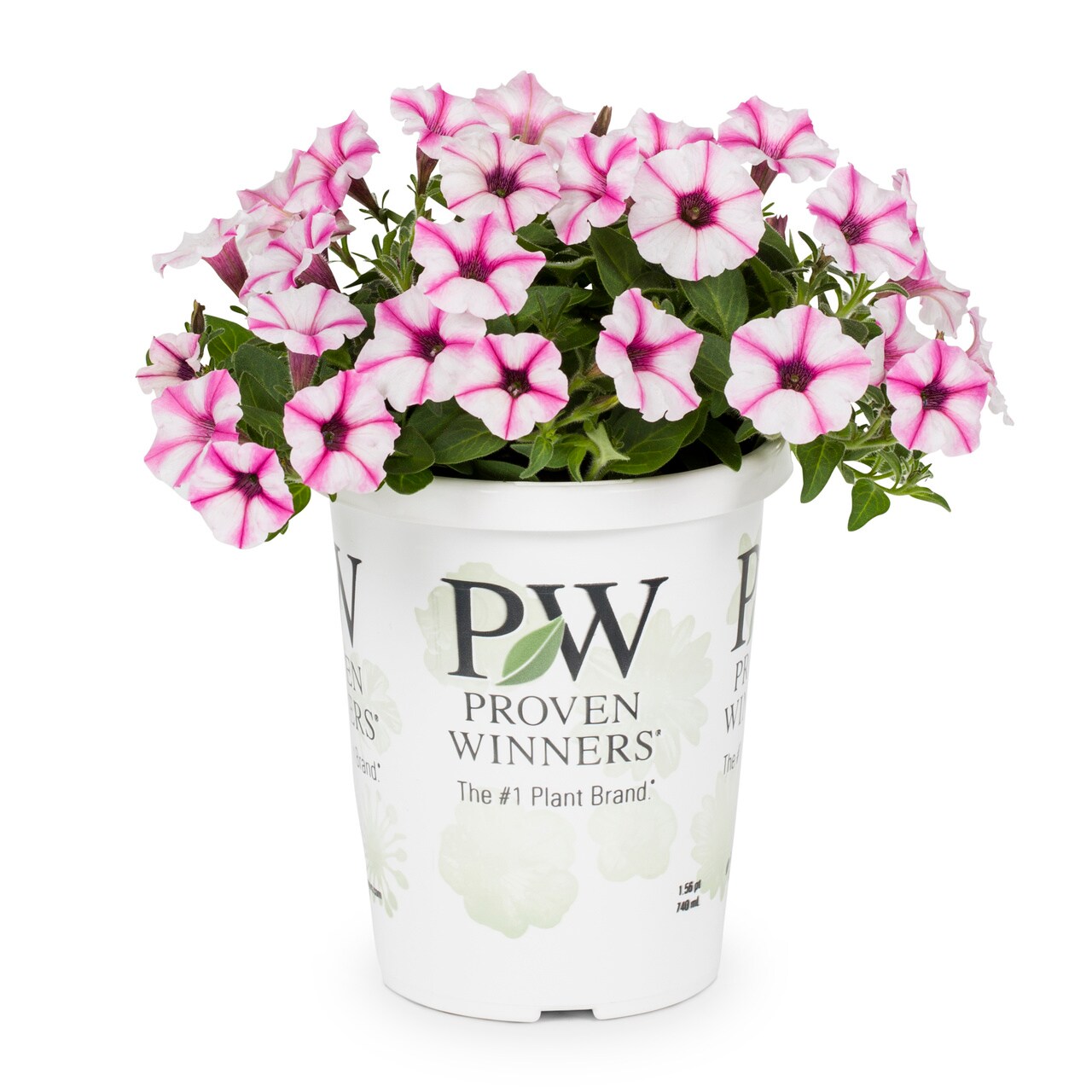 Proven Winners 4791 annuals - View #5