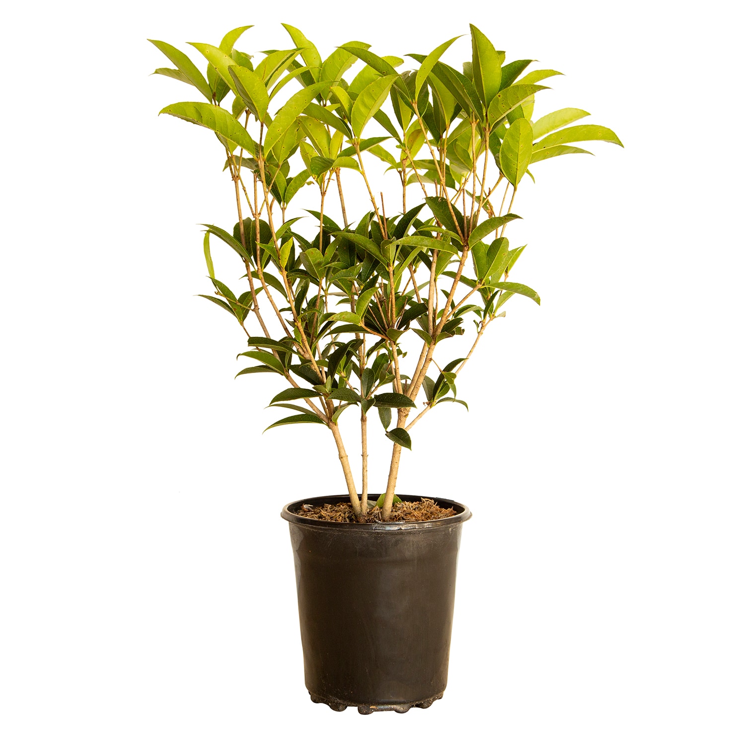 Flowerwood 44053-1 Sweet Olive Osmanthus Foundation/Hedge Shrub in 2.5 -Gallon Pot 1 -Pack