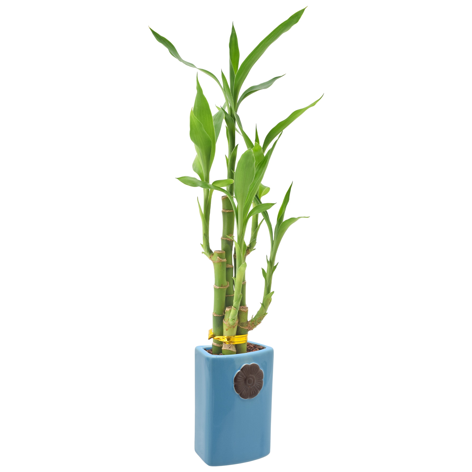 Arcadia Garden Products LV29 hseplants - View #2