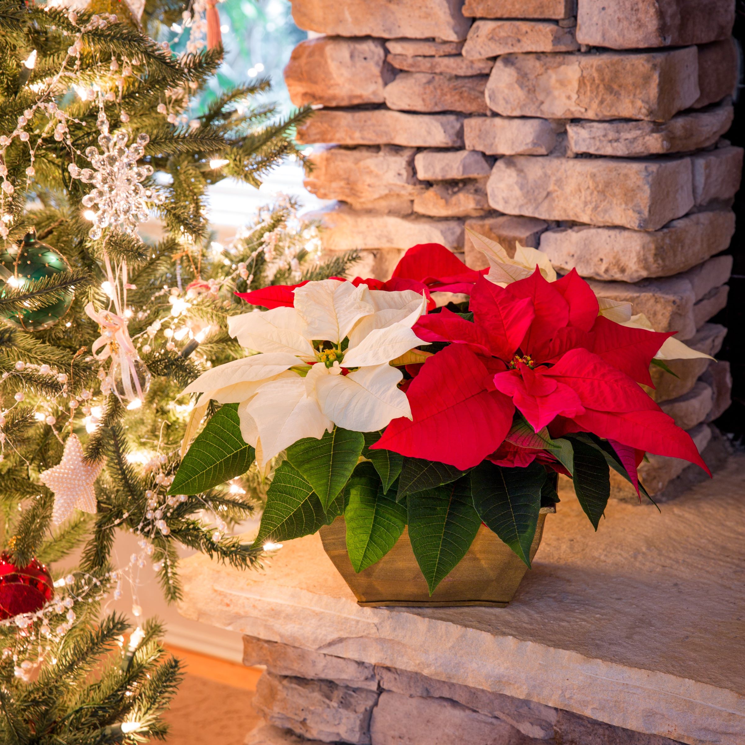  5492967 Fresh-Cut-Christmas-Decorations - View #4