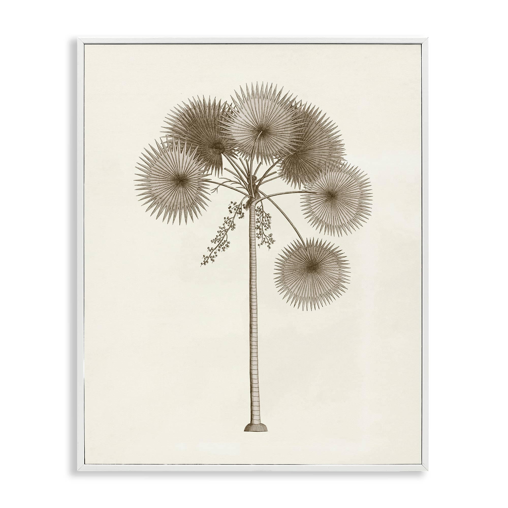 Stupell Industries BT-481-WFR-16X20 Vintage Study of Palm Tree White Framed Giclee Art By Phillipa Katz 16 x 20