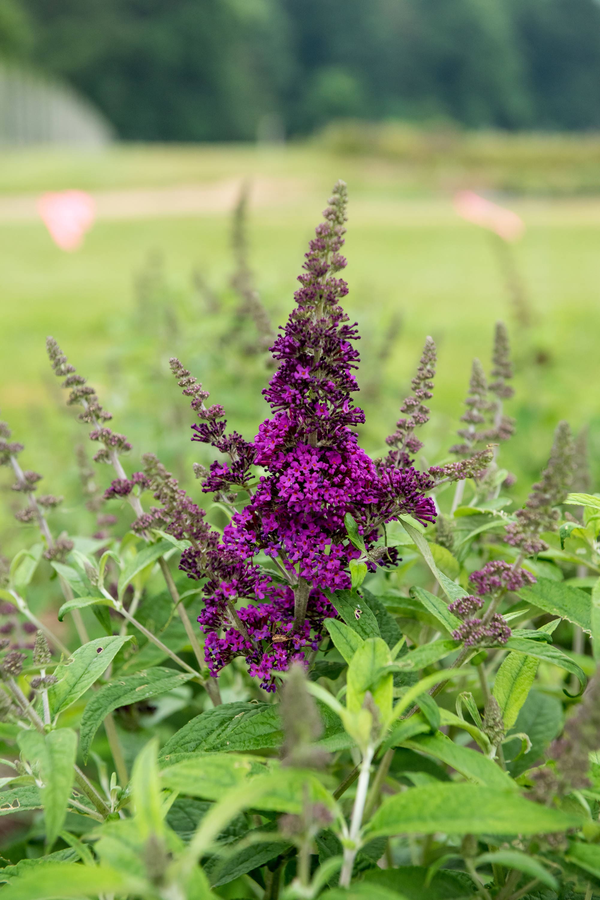 National Plant Network Multicolor Butterfly Bush Foundation/Hedge Shrub ...