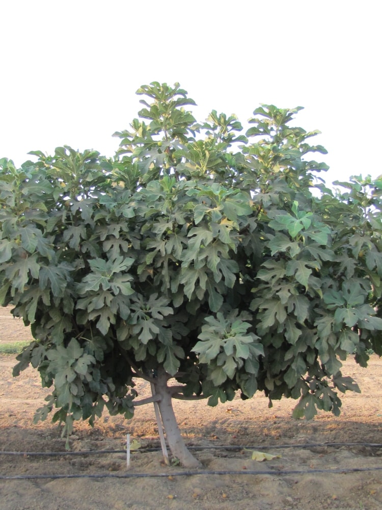 Direct Gardening 92216 Fruit-Plants - View #3