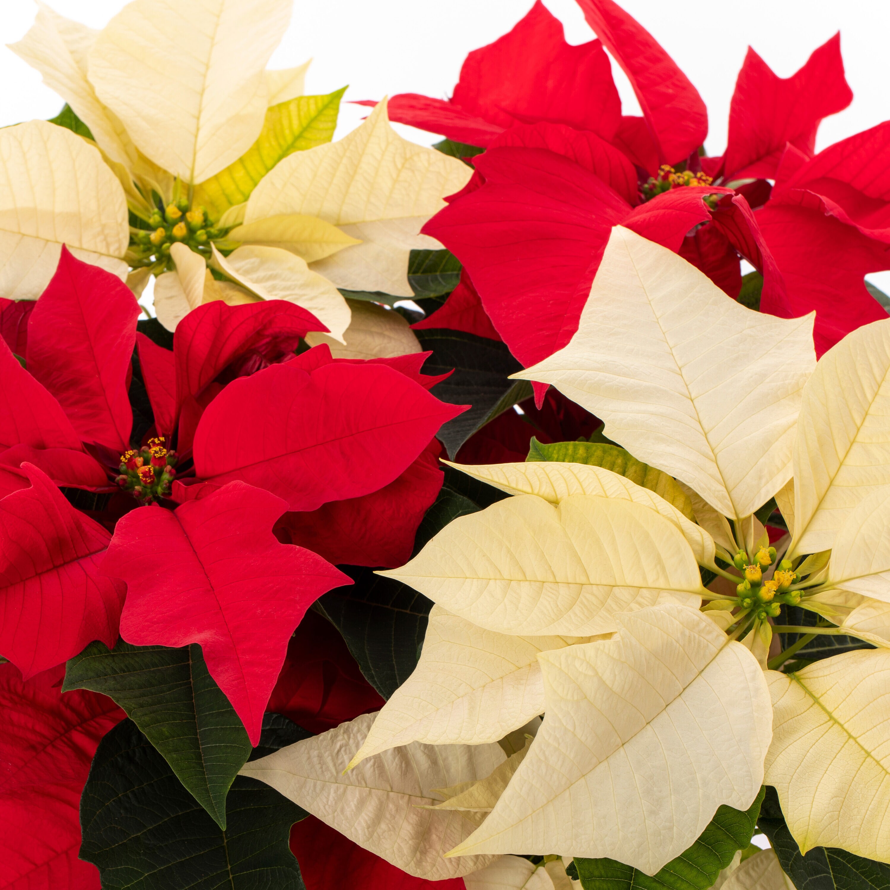 Holiday Living 5348827 Fresh-Christmas-Plants - View #2