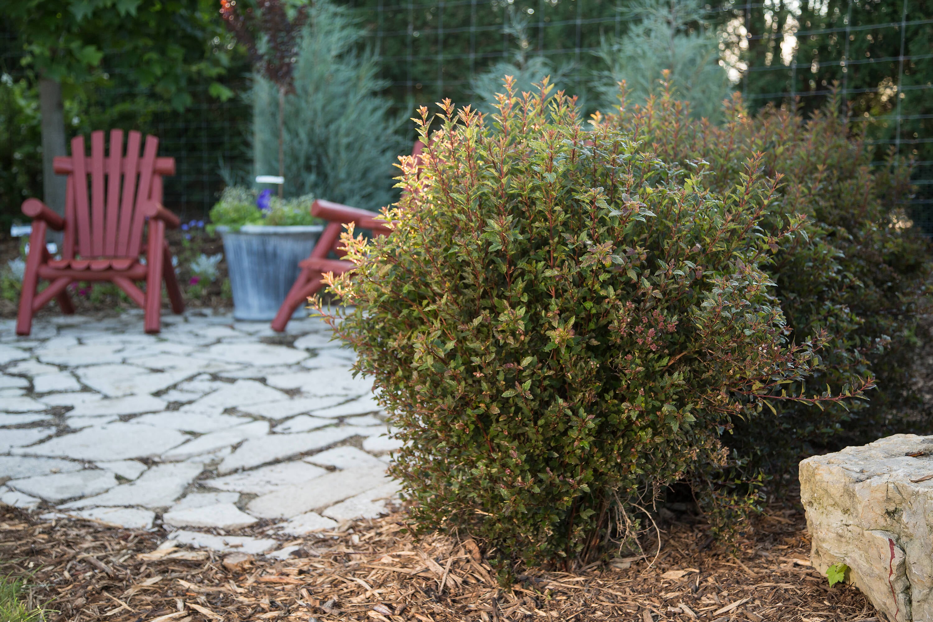 Lowe's NURSERY shrubs - View #14