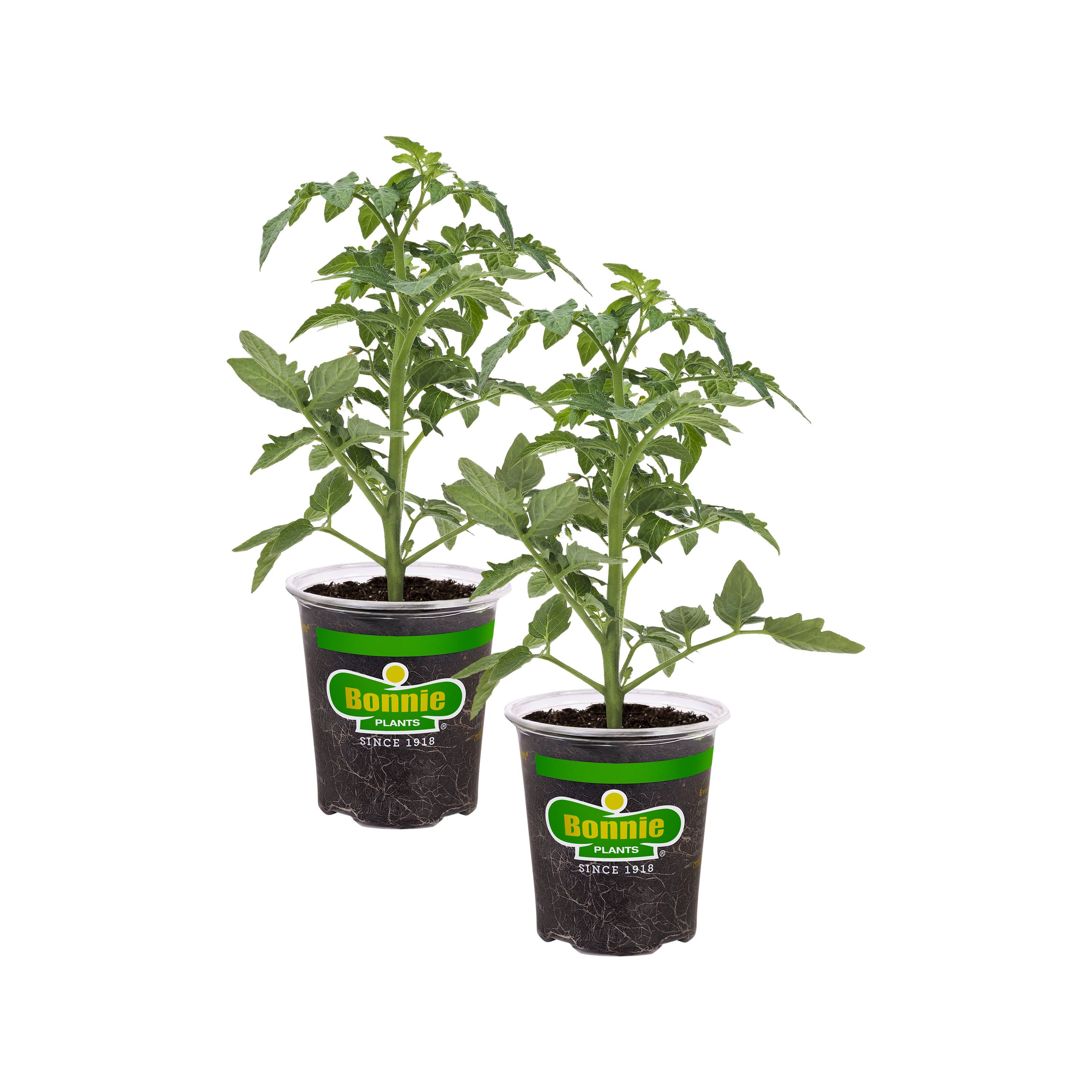 Bonnie Plants Red Beefsteak Tomato Pot Plant 2-Pack in the Vegetable ...