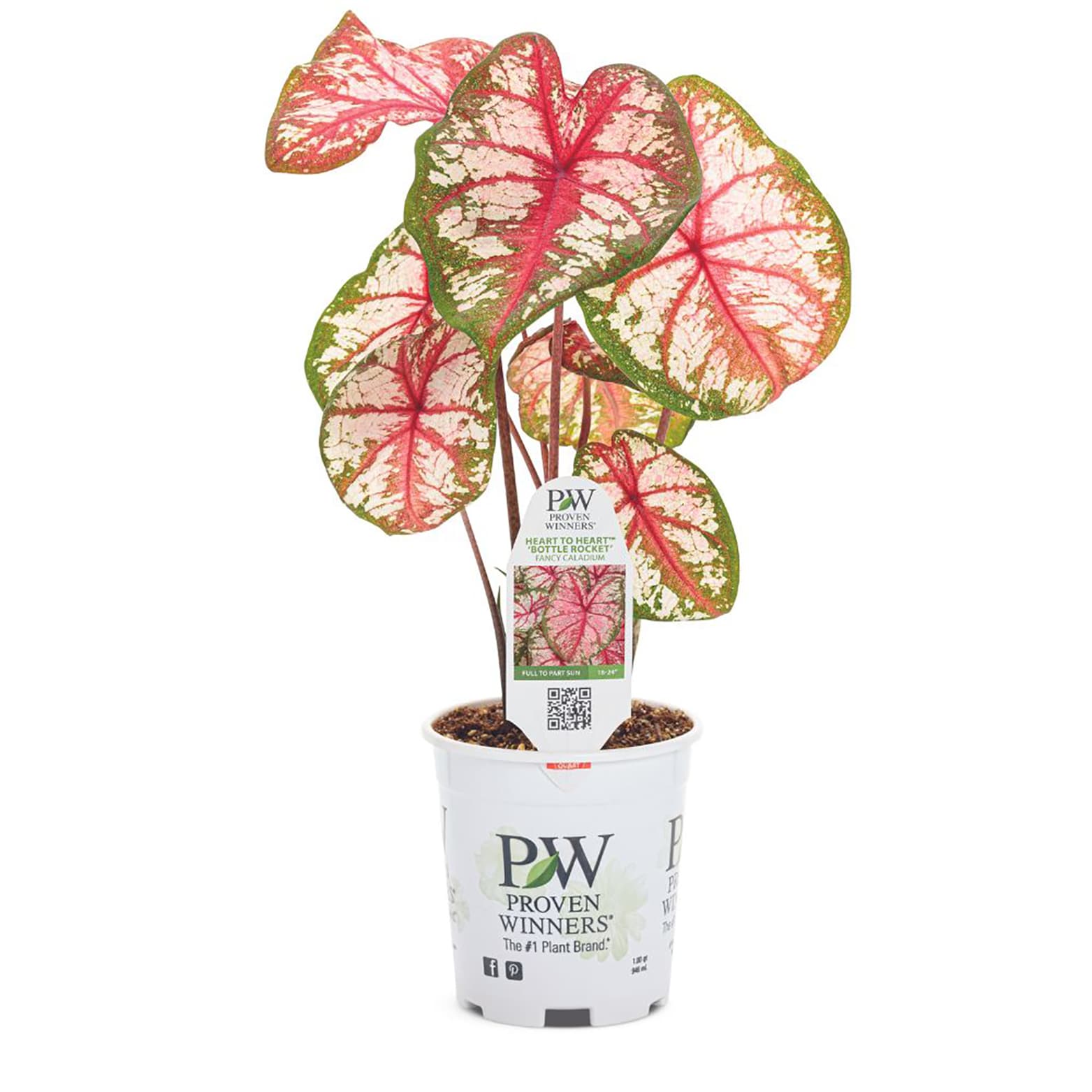 Proven Winners CLDPRW1187800 annuals - View #3