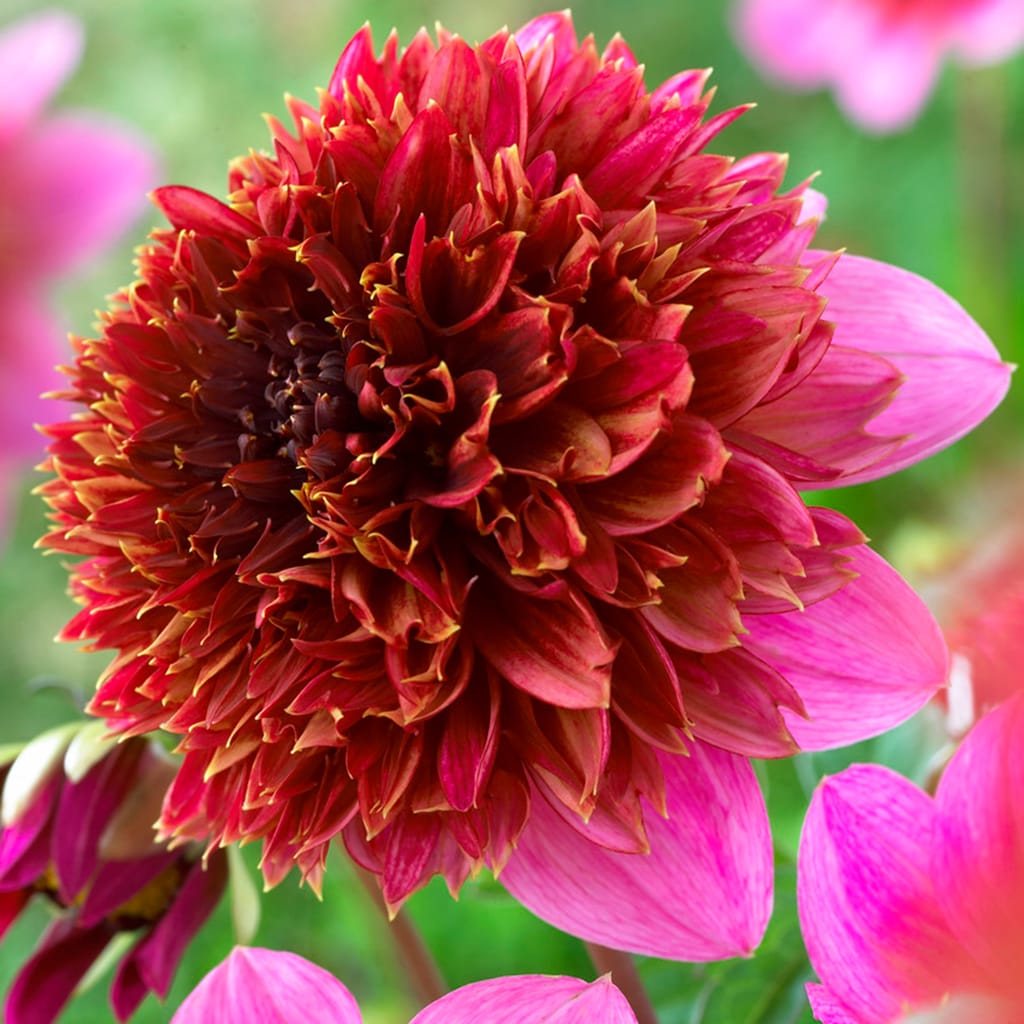 Van Zyverden 830951 Lavender Dahlias the Phantom Bulbs 5.0 Count