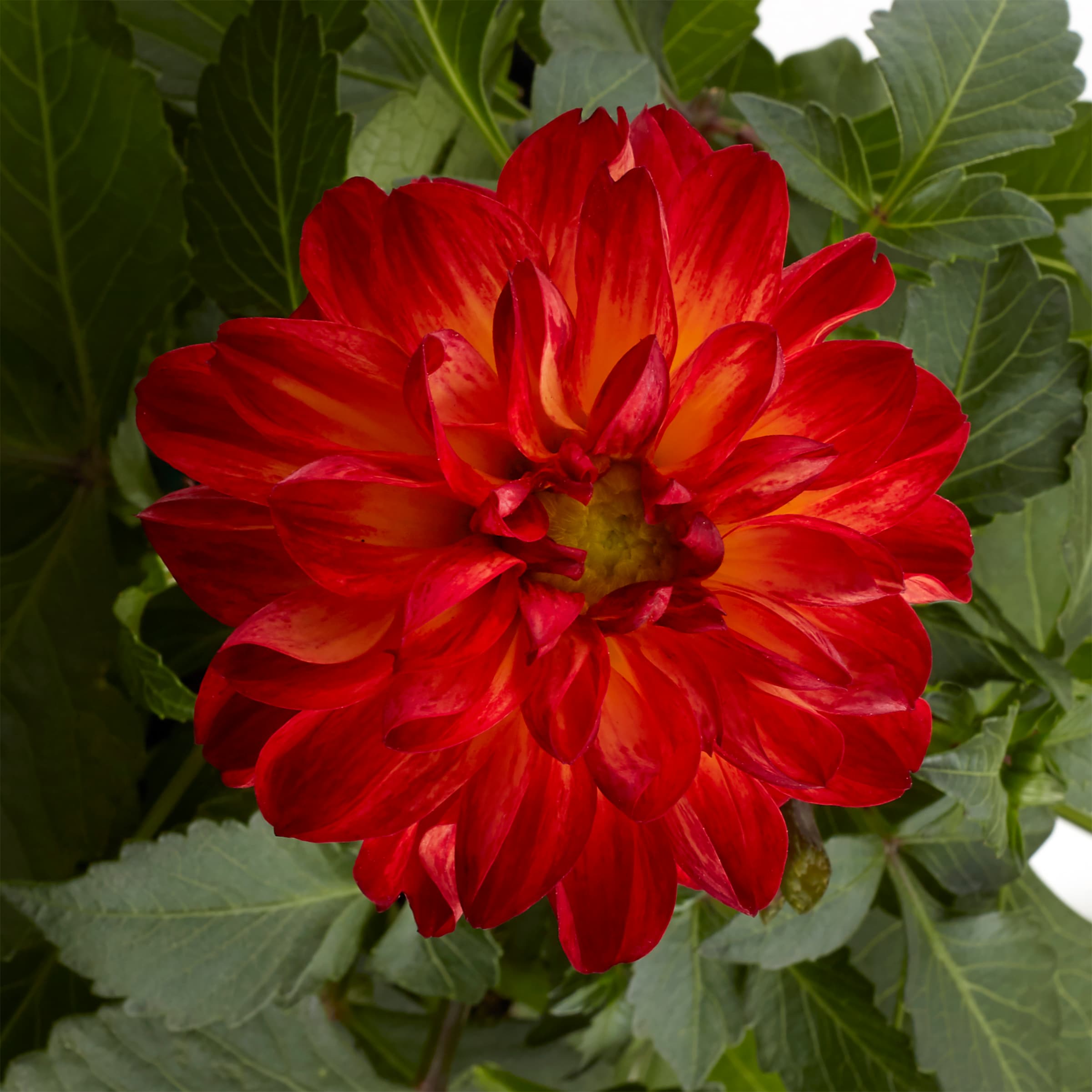 Monrovia 208463 annuals - View #2