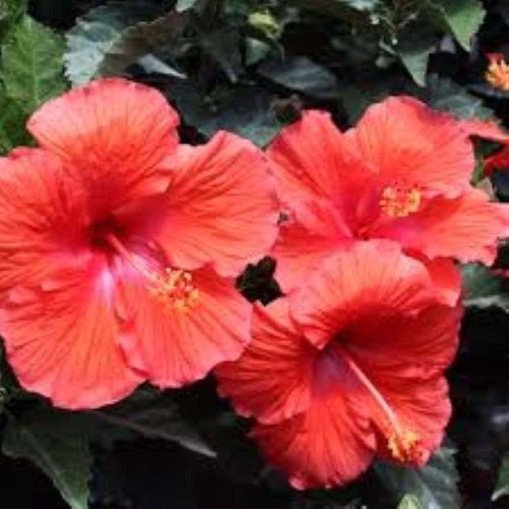 Lowe's 4892609 Red Hibiscus Bush Red Plant in 1.72-Gallon Pot