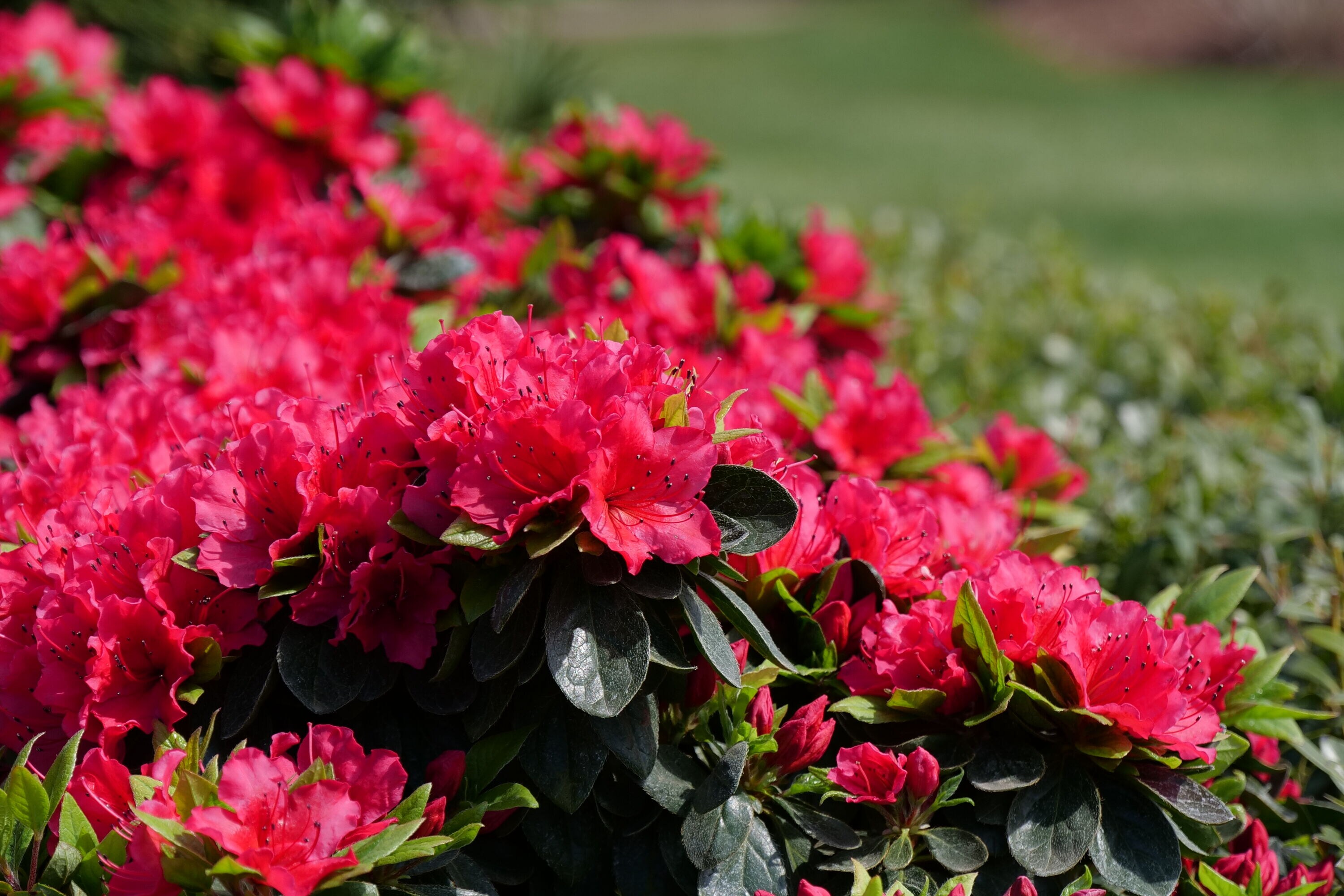 Proven Winners RHOPRC3027800 shrubs - View #4