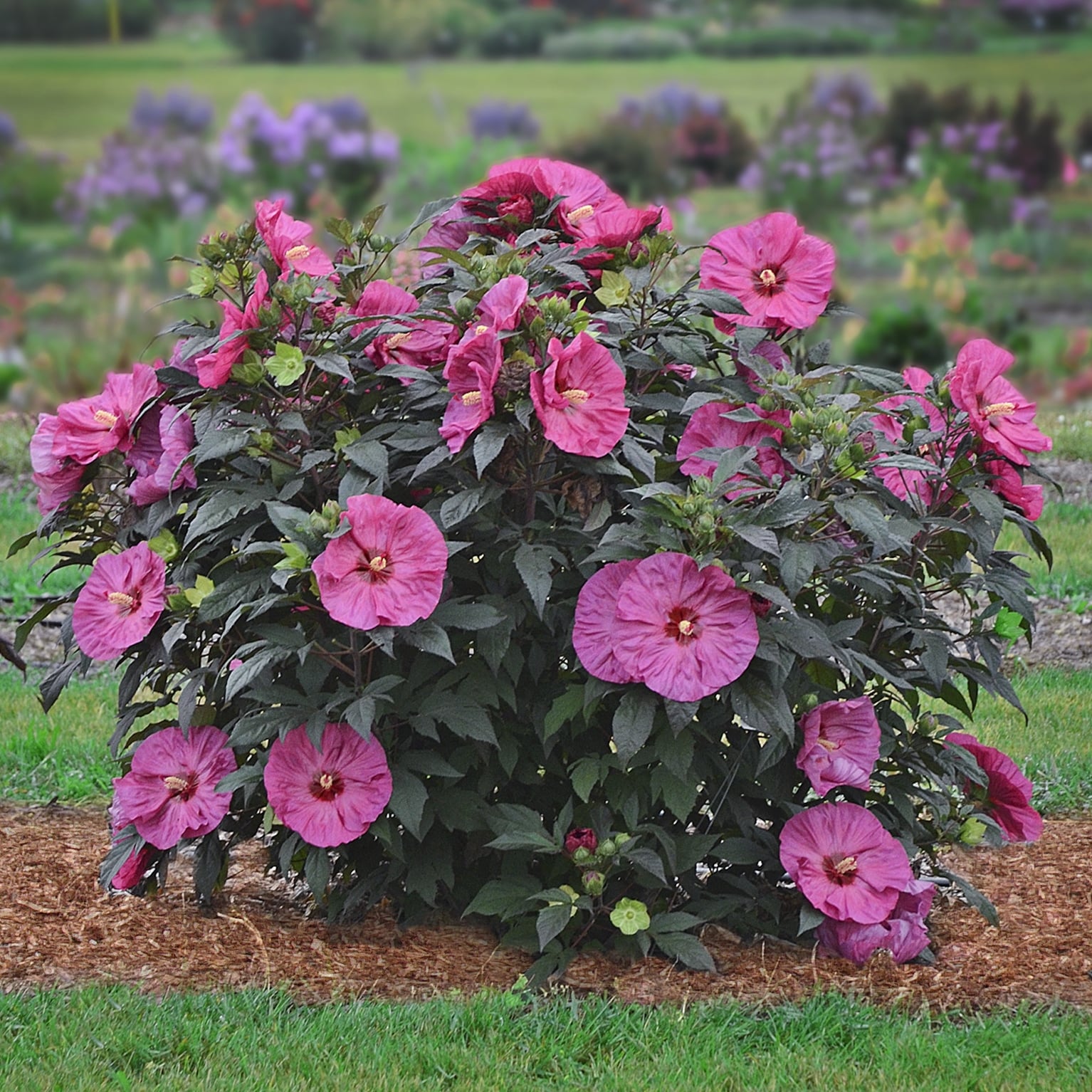 National Plant Network LW1458 shrubs - View #5