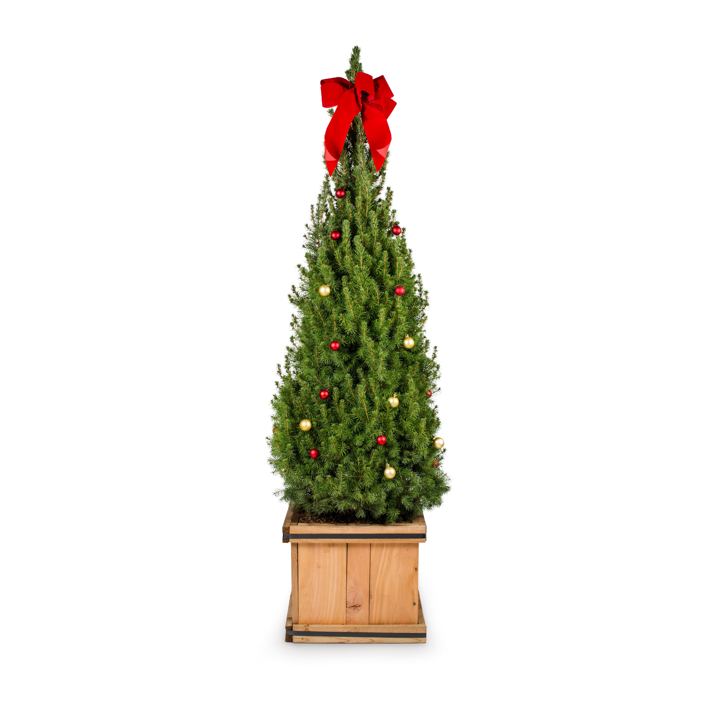 Holiday Living NURSERY Alberta Spruce Feature Shrub in -Gallon Planter 1.0 -Pack
