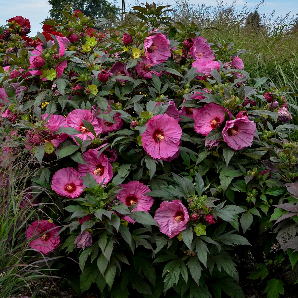 National Plant Network LW1458 shrubs - View #2