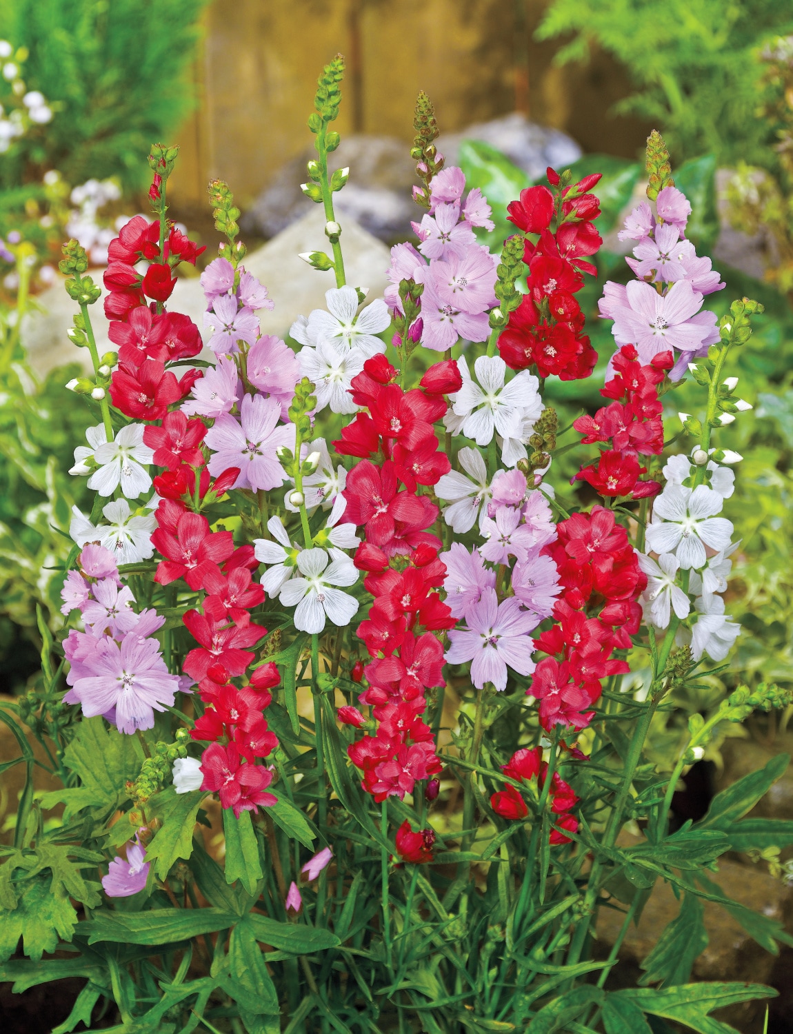 Spring Hill Nurseries 92709 perennials - View #3