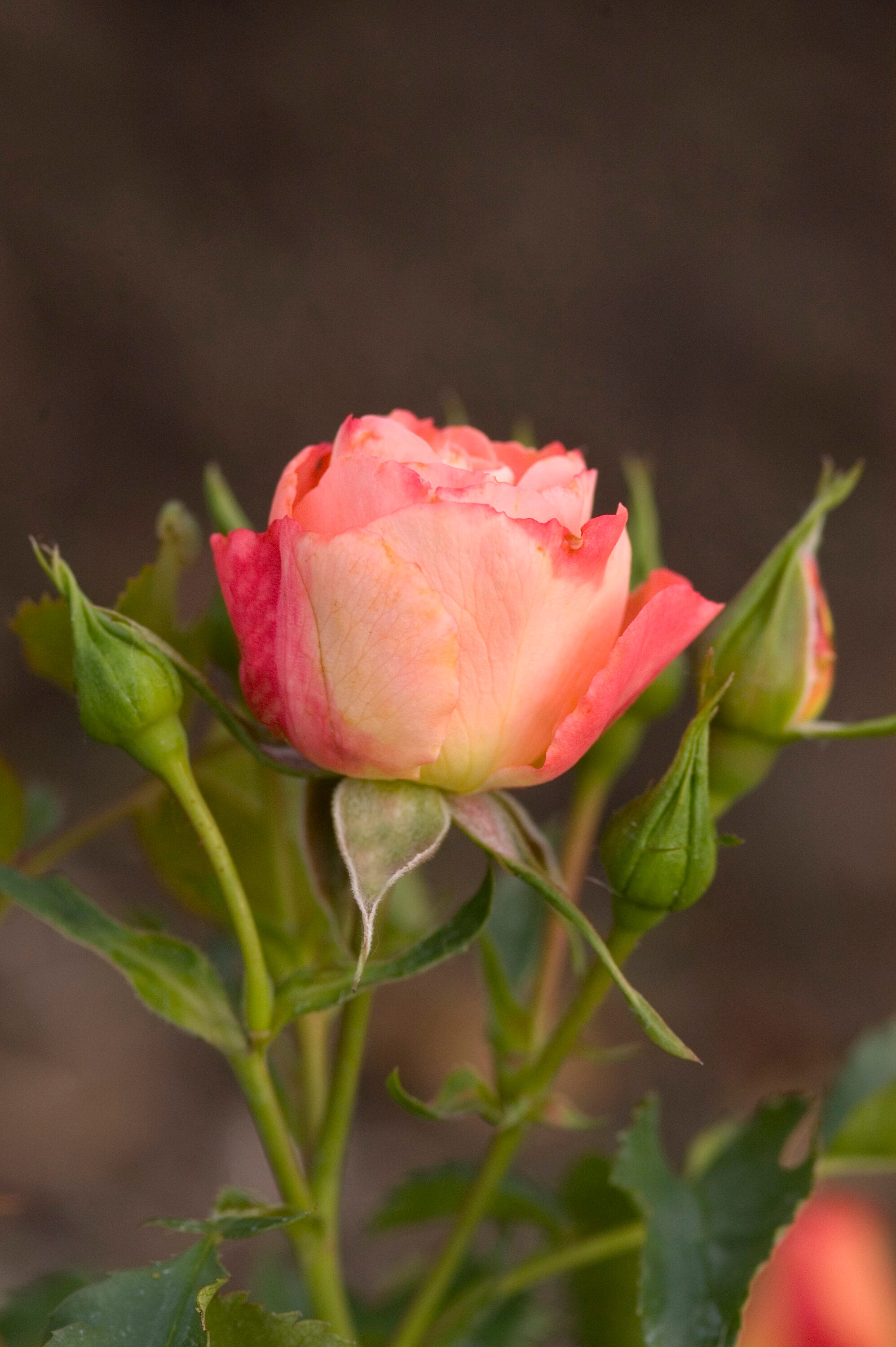 Lowe's NURSERY roses - View #4