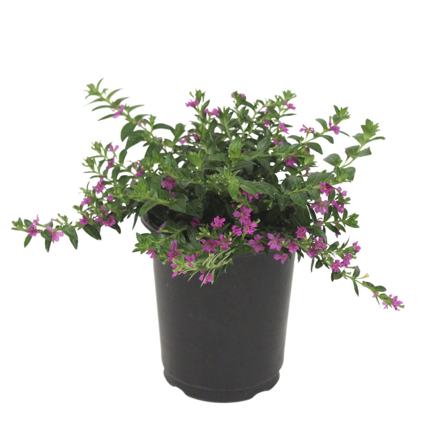 1.00-QT MEXICAN HEATHER PREM in the Annuals department at Lowes.com