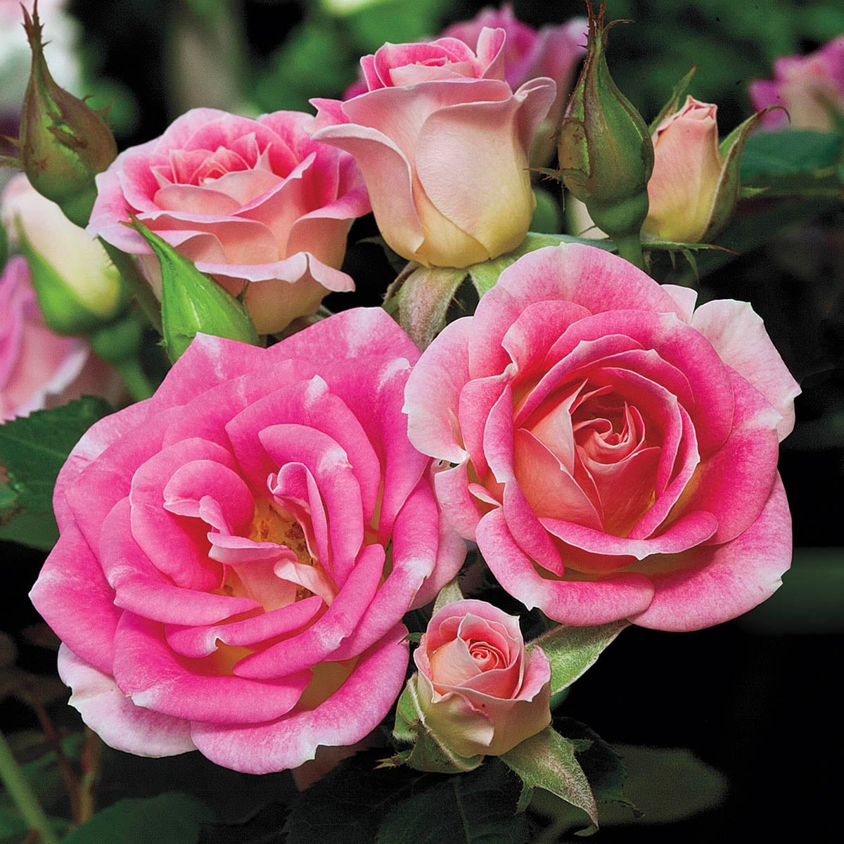 Spring Hill Nurseries 86074 Pink Flowering Whimsy Miniature Rose 1 -Pack Bare root