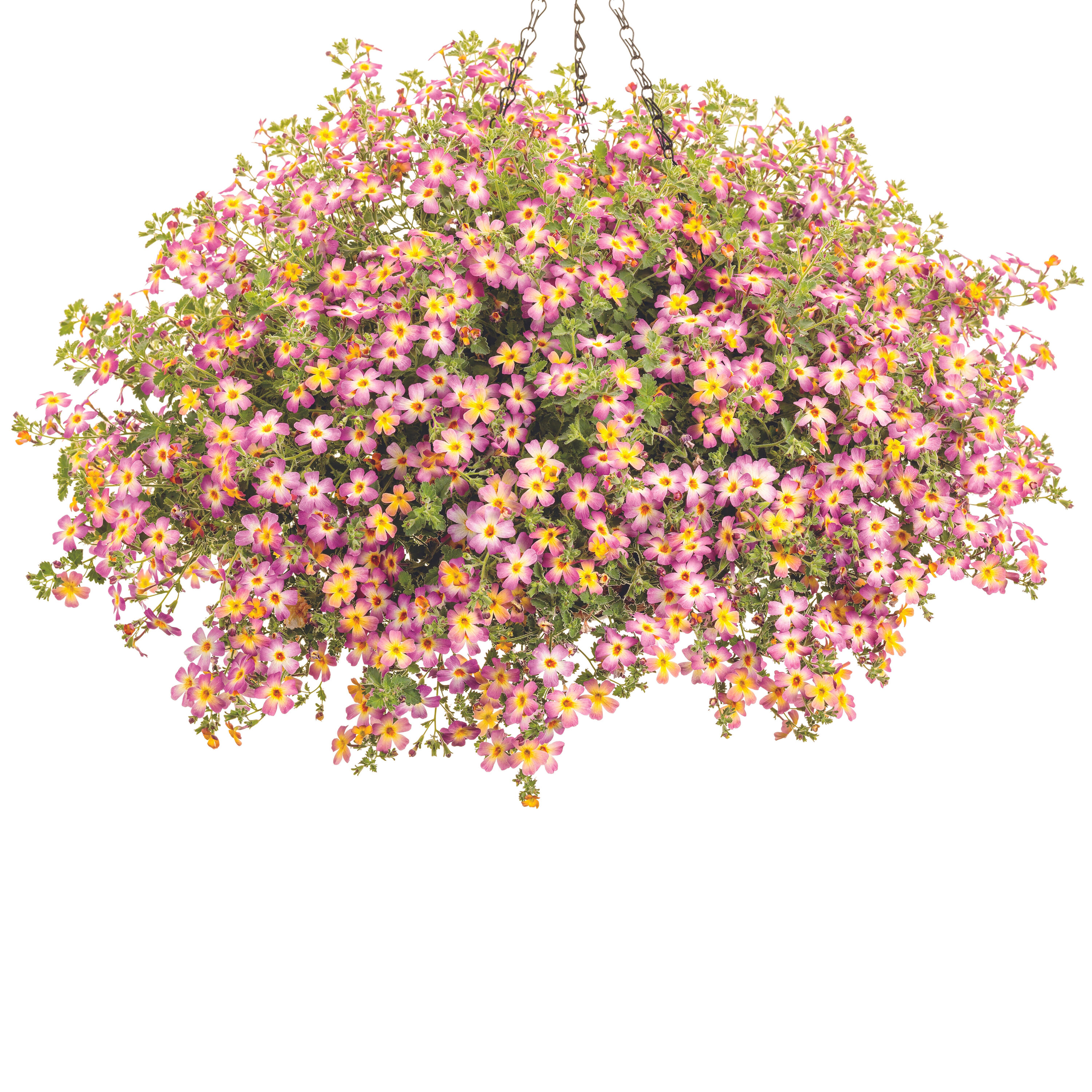 Proven Winners JAMPRW1017504 annuals - View #5