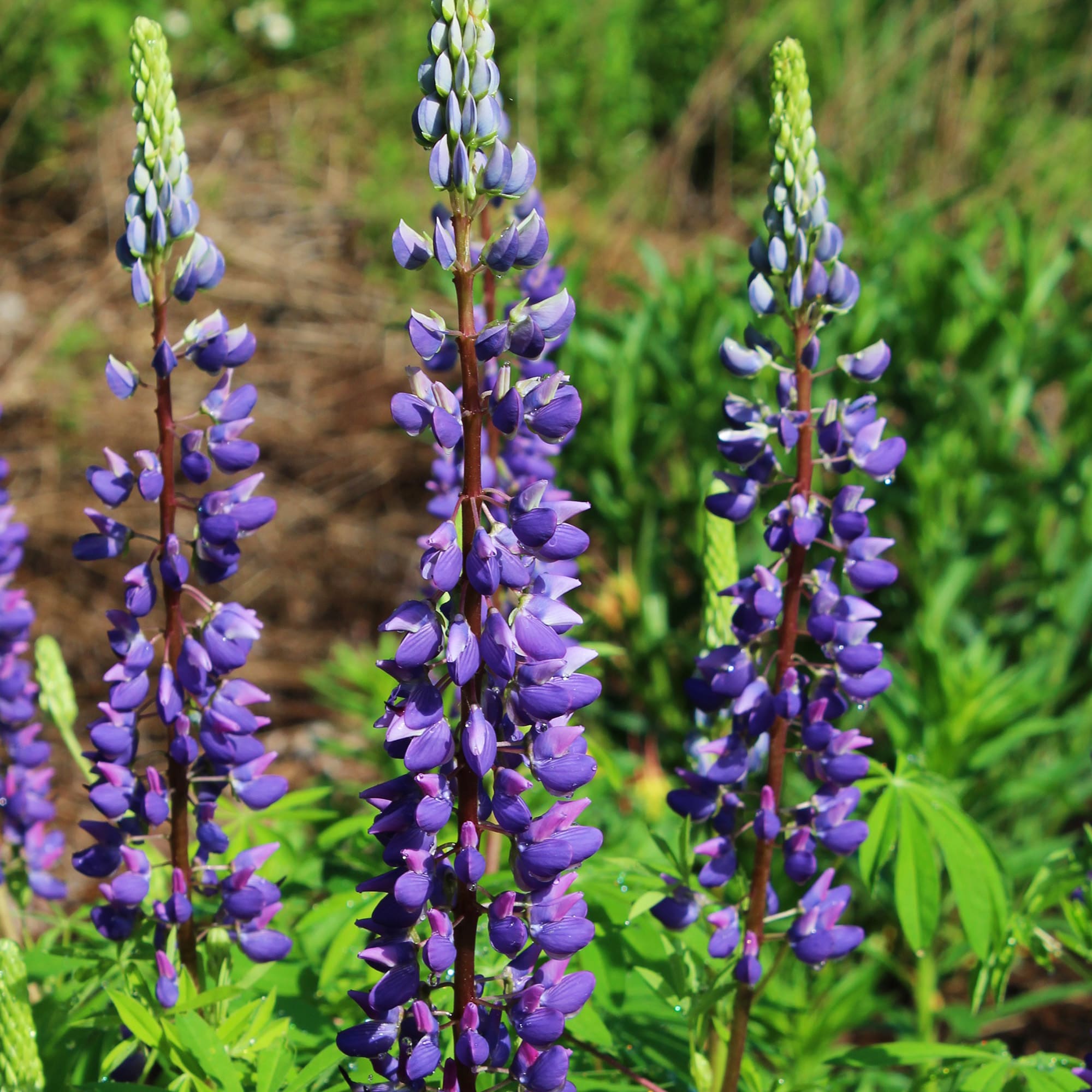 Ferry-Morse LC25.5983 seeds - View #3