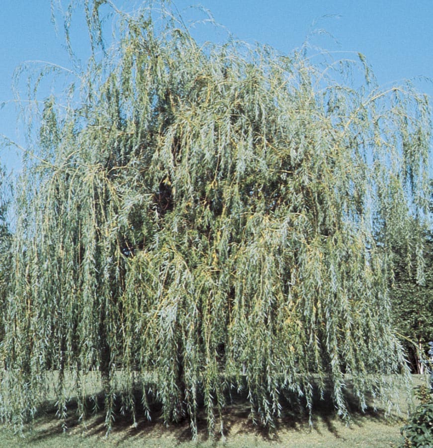 10 25 Gallon Niobe Weeping Willow Shade, Can Weeping Willow Grow In Shade