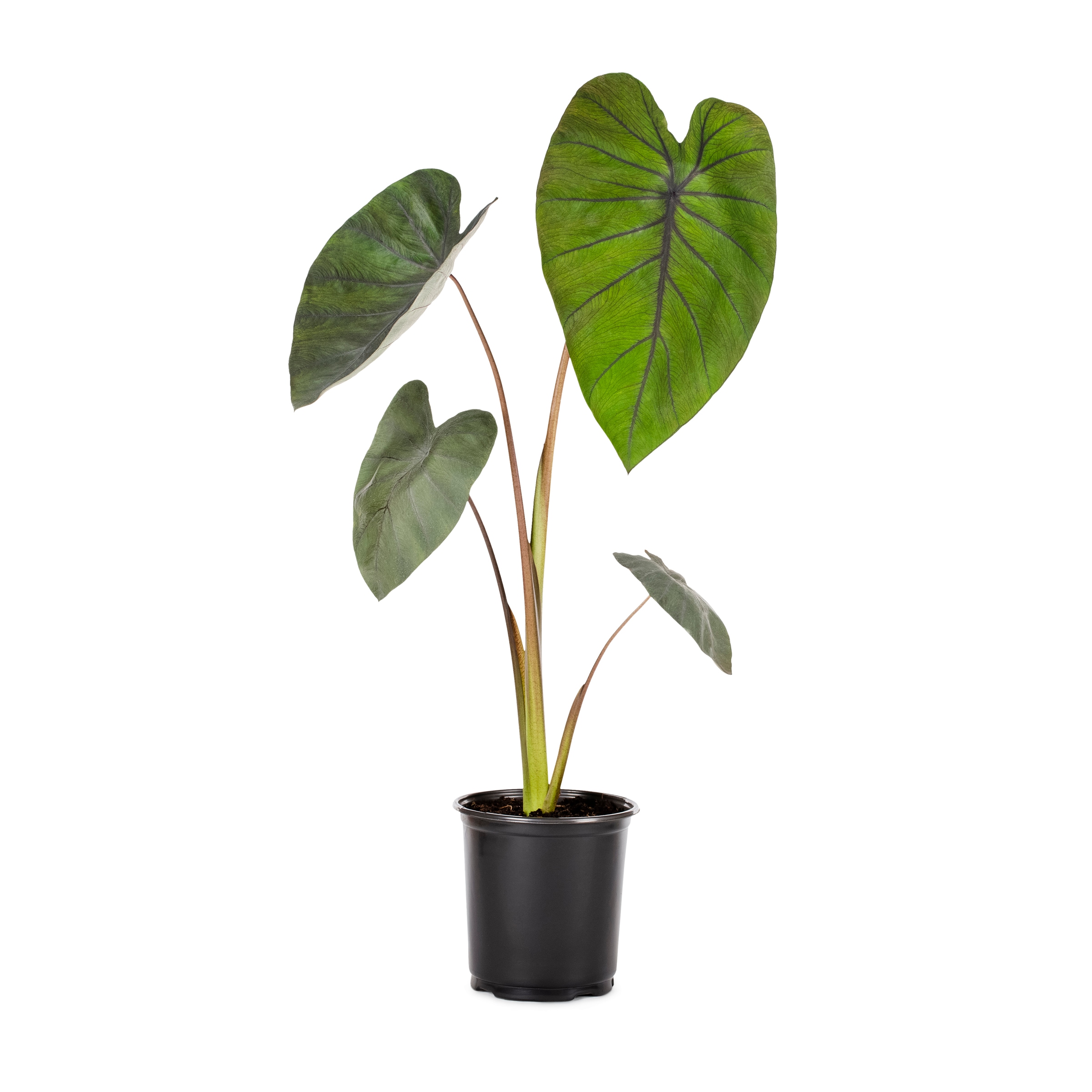 Lowe's NURSERY annuals - View #3