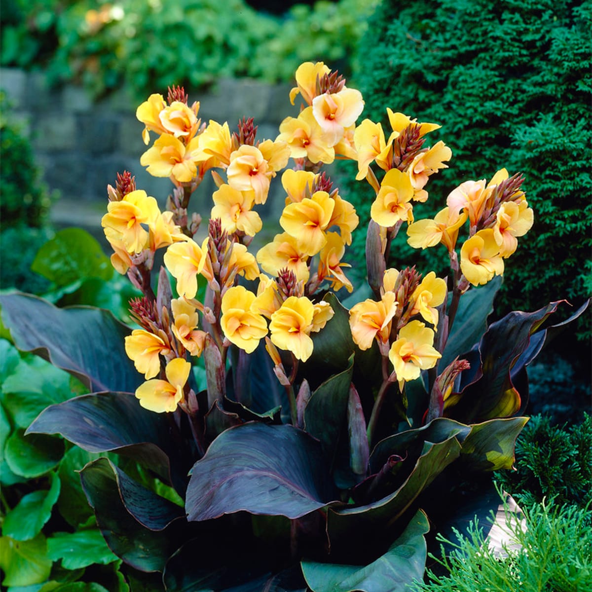 Van Zyverden 83457 Yellow Cannas Louis Cottin Bulbs 5 Count