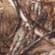 Realtree Xtra