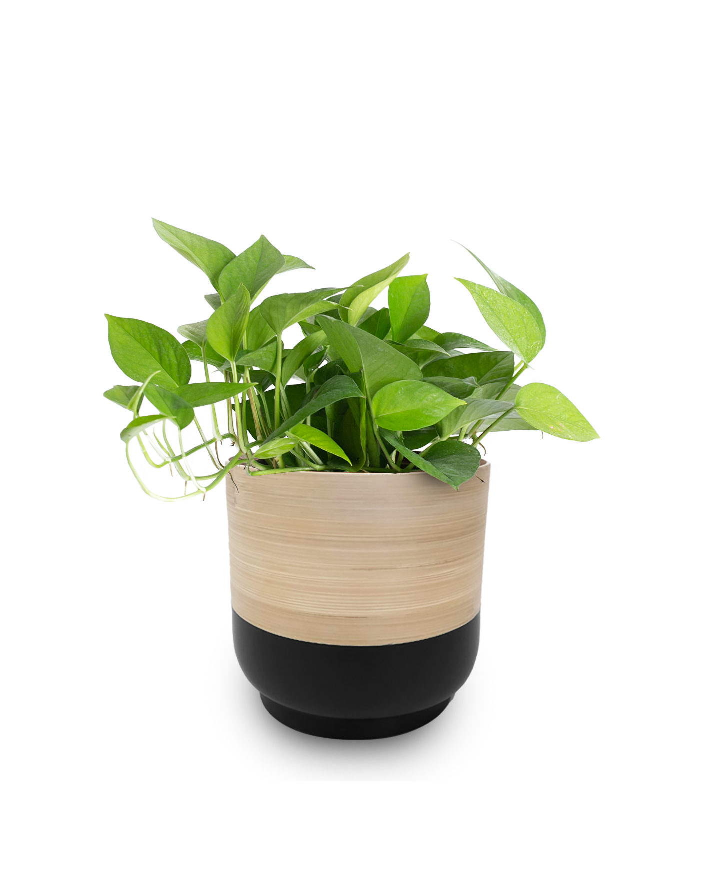LiveTrends ASB06704 Prosper House plant in 36 Ounce(s) Pot 1.0 -Pack