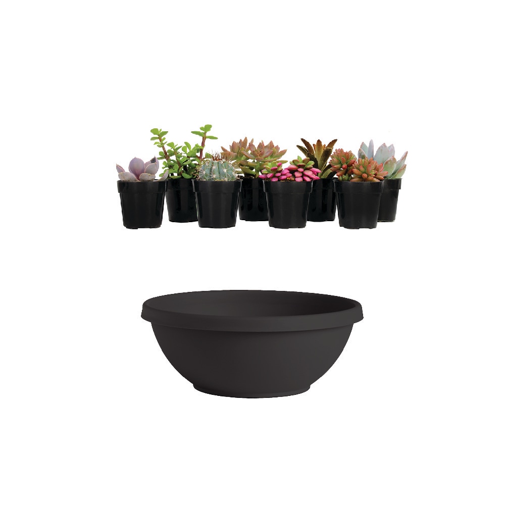 Altman Plants   Low-Maintenance Pet-Friendly 4-oz 8-Pack Succulents and Bloem 14-inch Black Plastic Low Bowl Planter