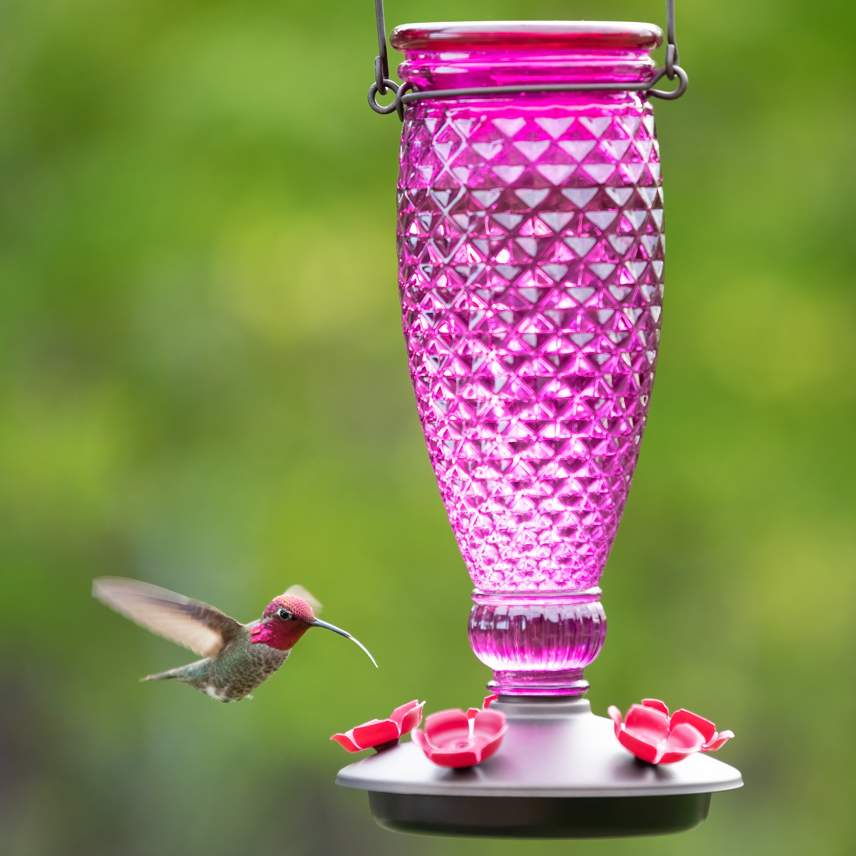 Perky-Pet 521 Bird-Squirrel-Food - View #8