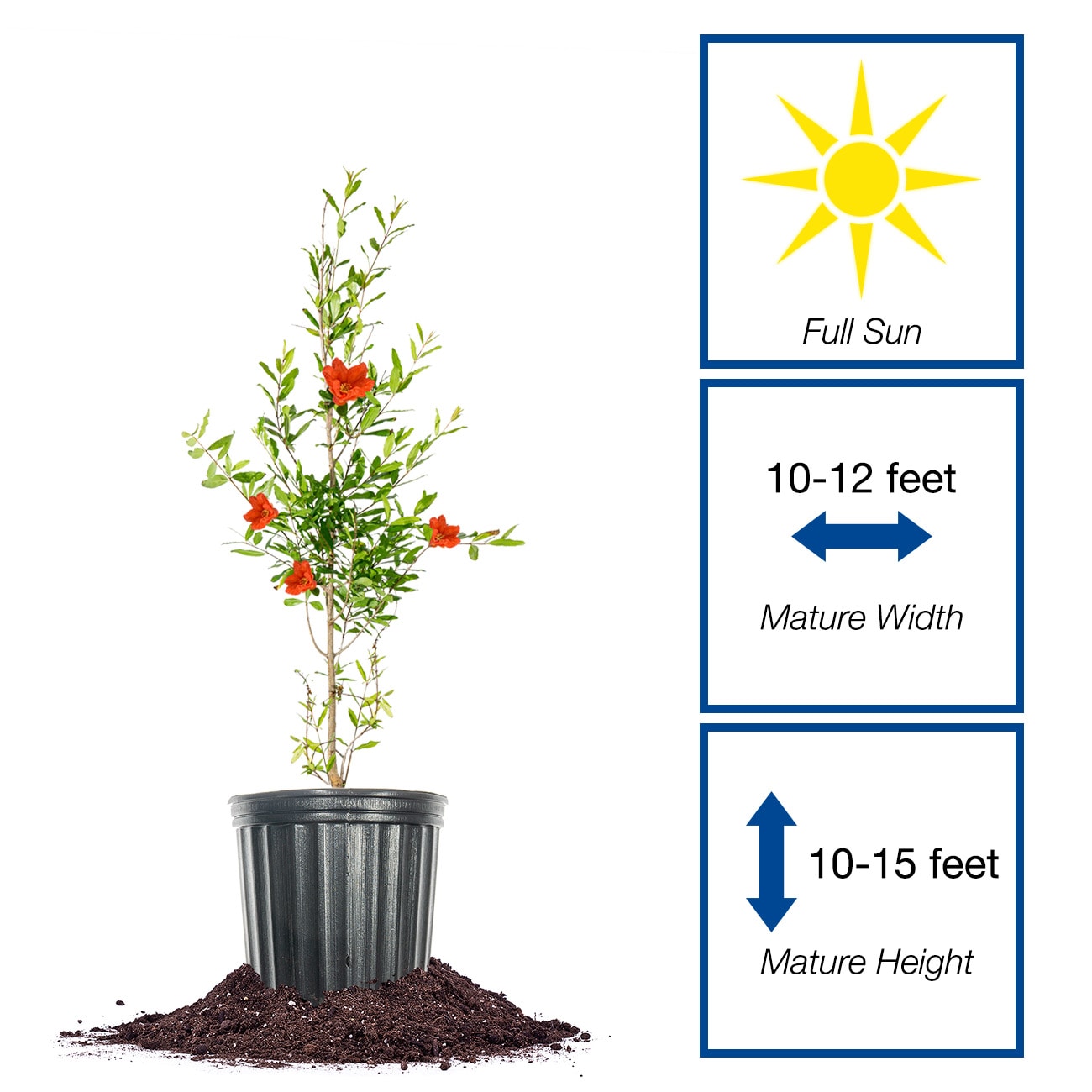 Perfect Plants LOWONDERFULPOM1G shrubs - View #2