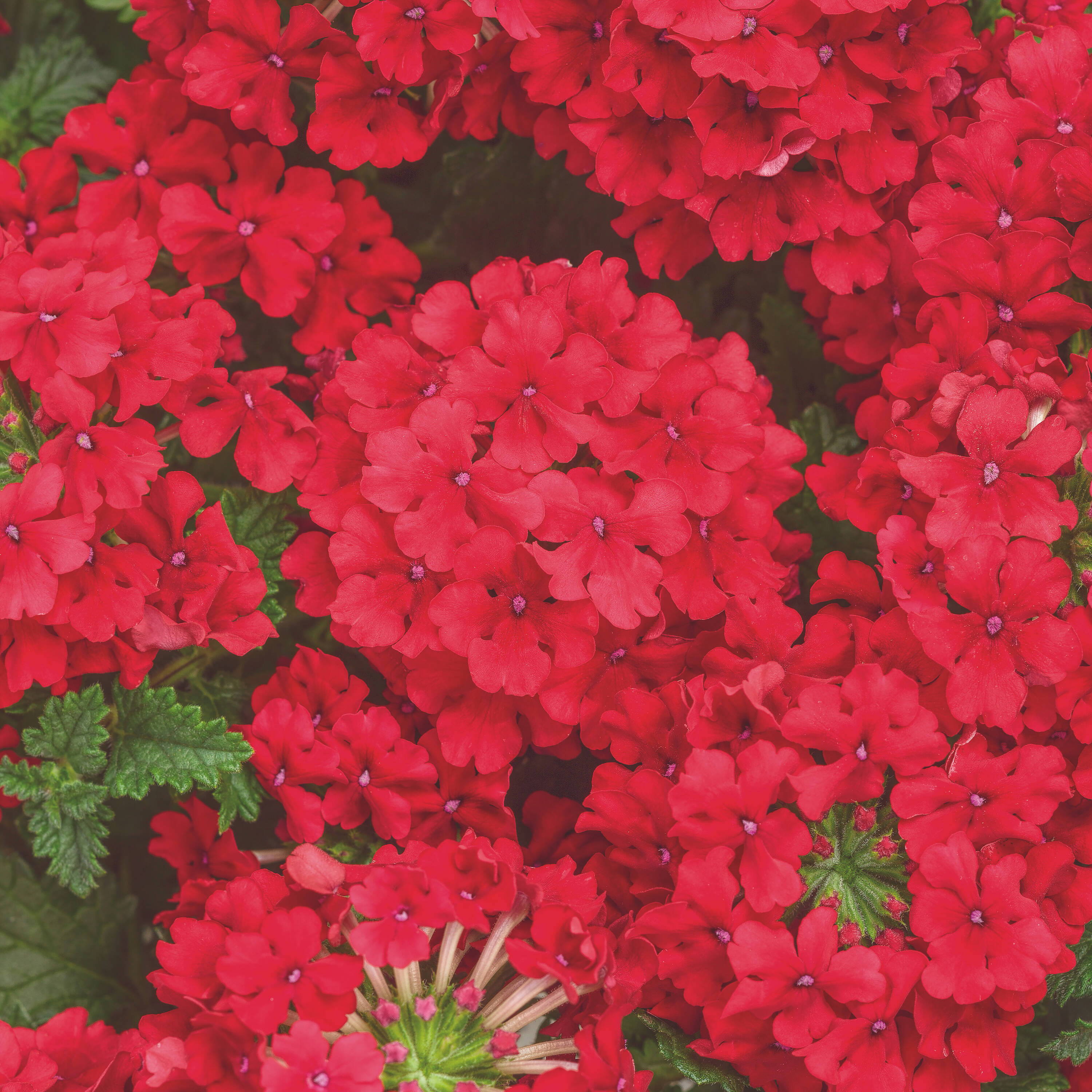 Proven Winners BENPRW0957504 annuals - View #5