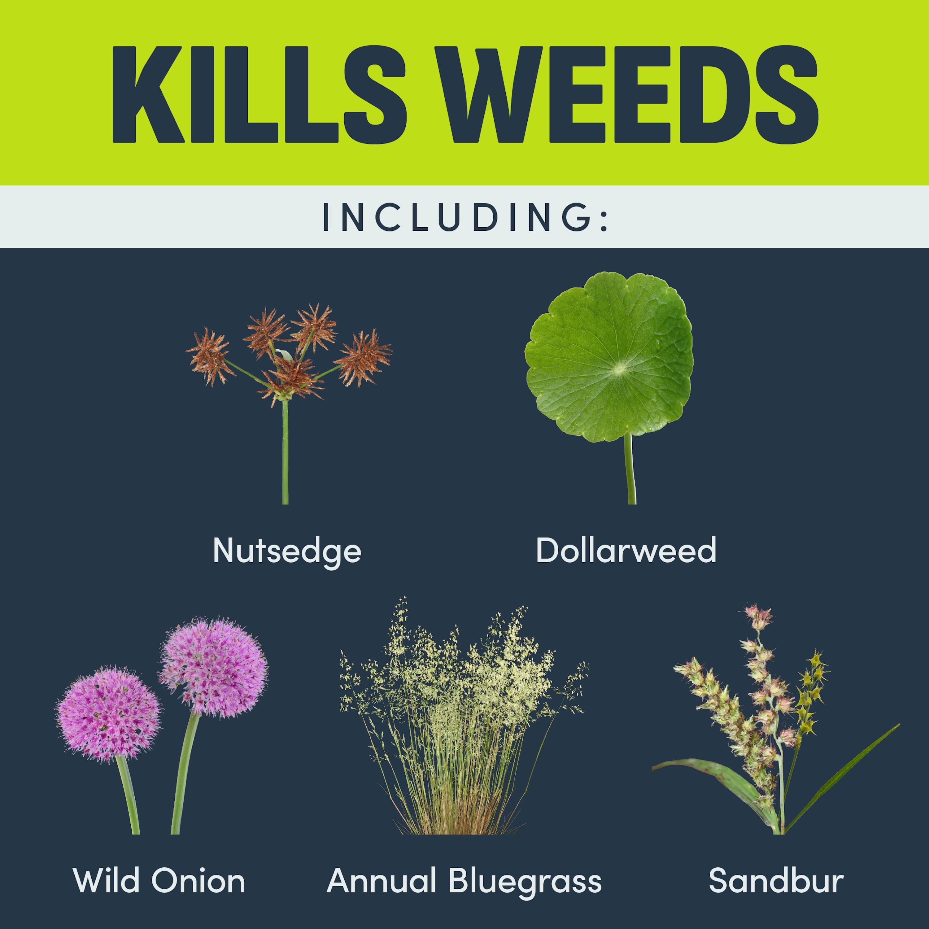IMAGE 100502676 Weed-Killers - View #7