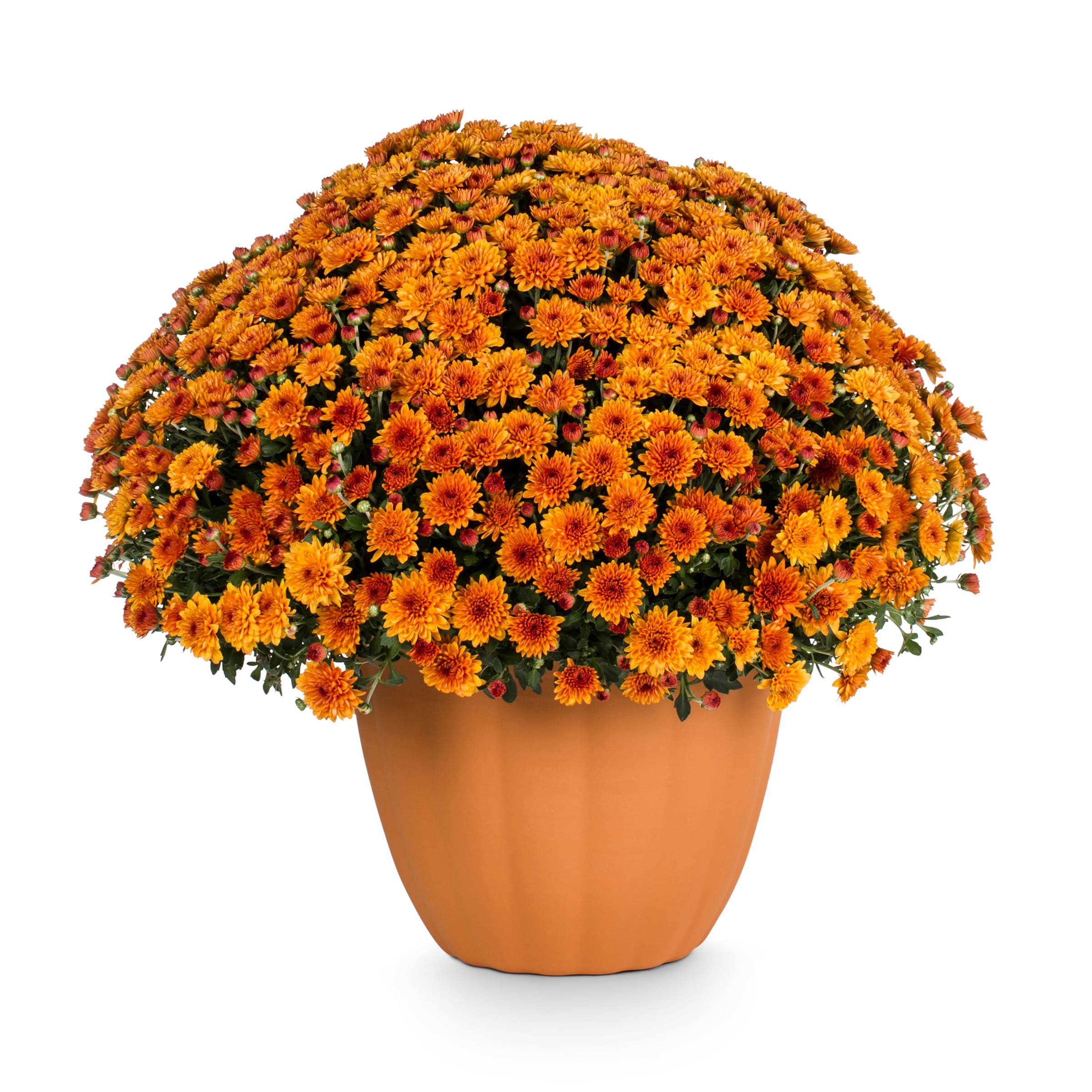 Lowe's NURSERY Orange Mum in 3.12-Gallon Planter