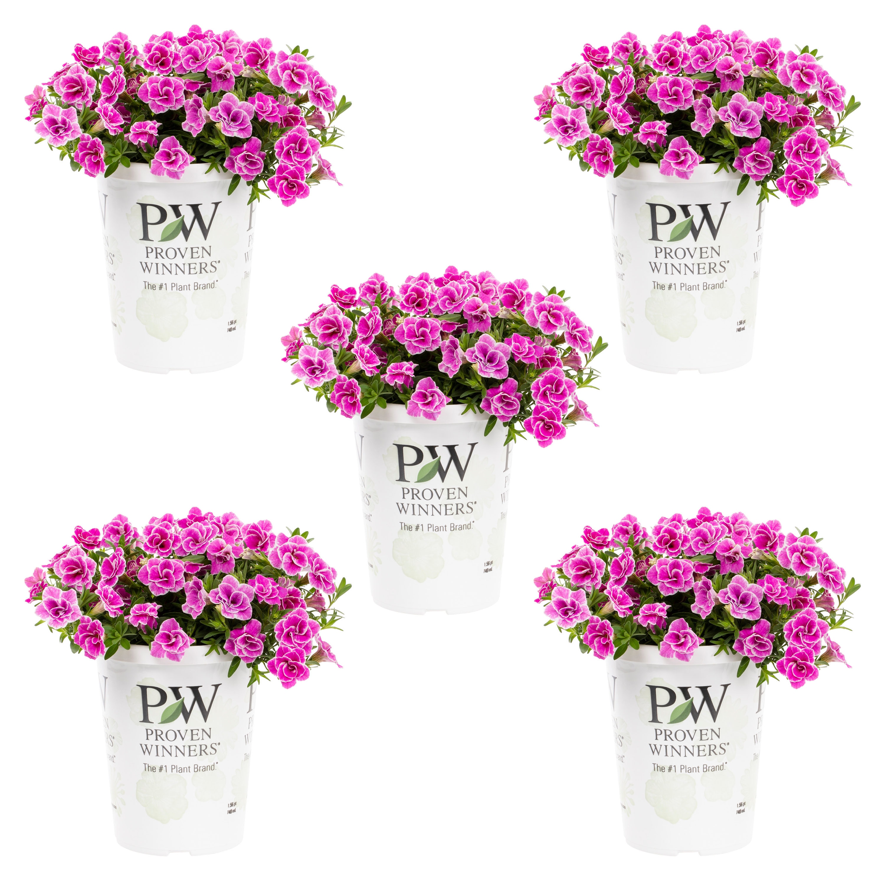 Lowe's Multicolor Moss Rose in 1-Pint Pot in the Annuals department at