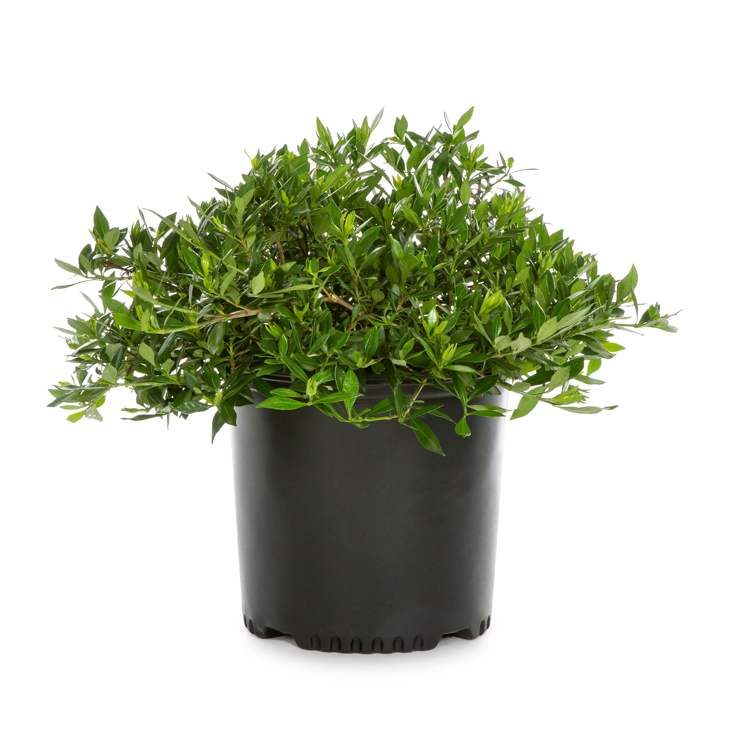Lowe's NURSERY Gardenia Shrub in 2.25-Gallon