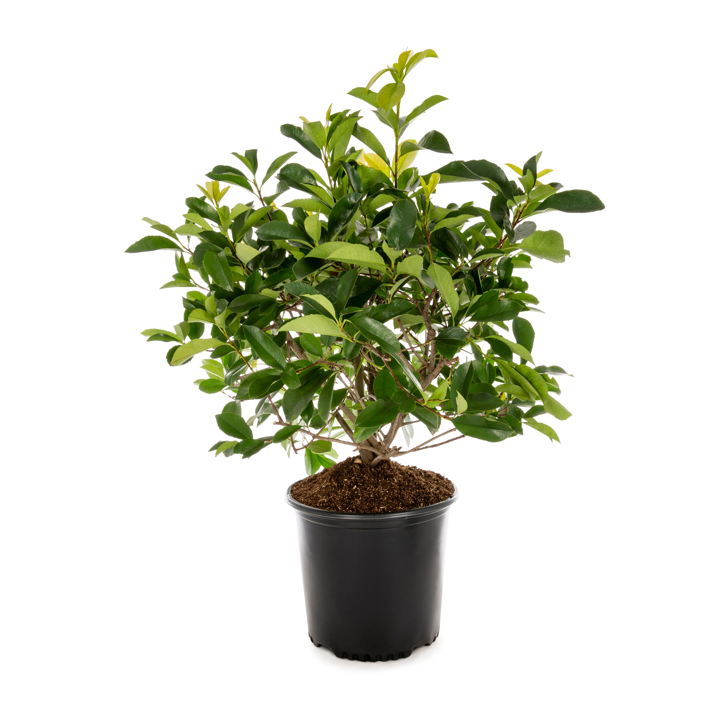 Lowe's NURSERY Red Tip Photinia Screening Shrub in 2.25 -Gallon Pot 1 -Pack with White Blooms