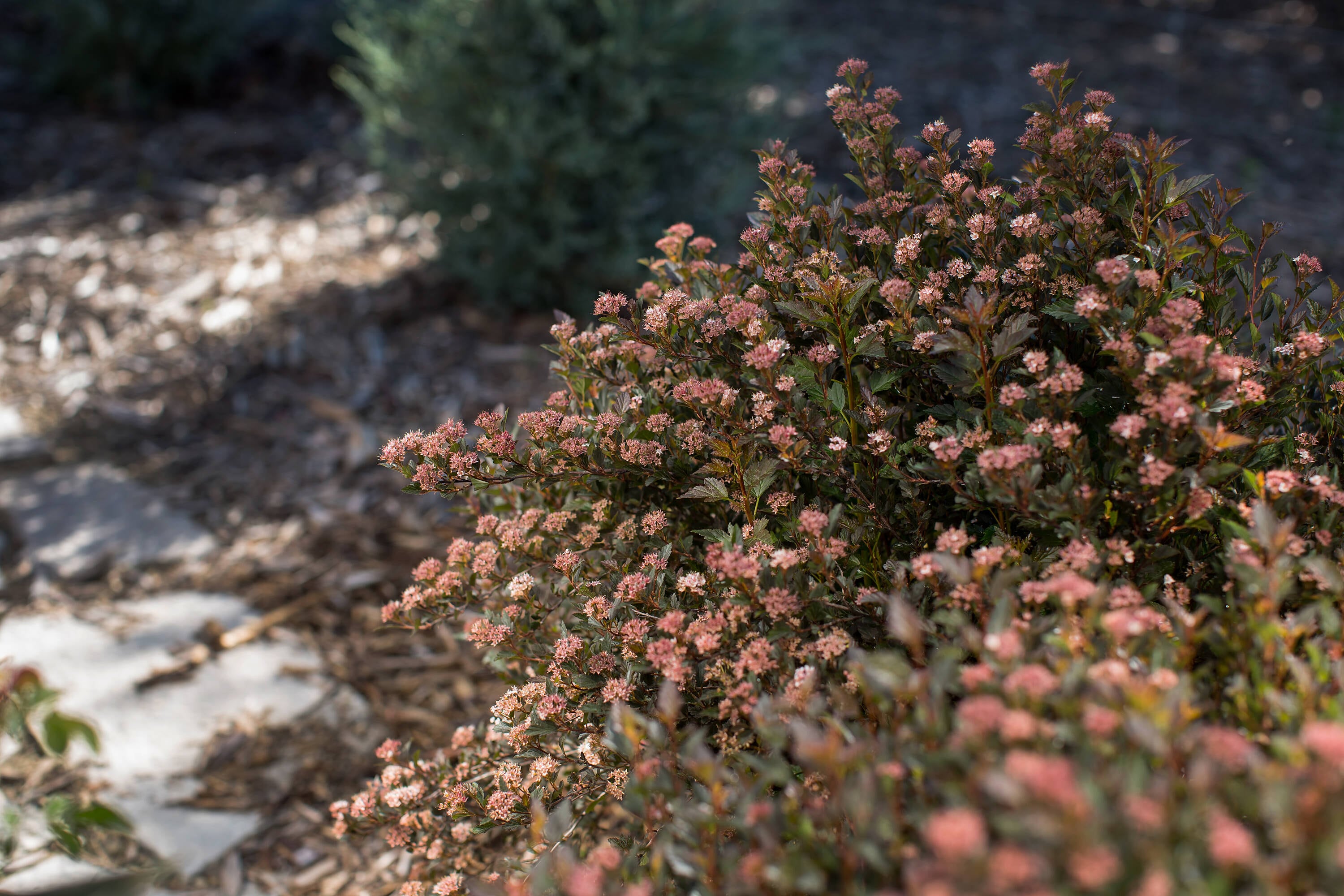 Lowe's NURSERY shrubs - View #12