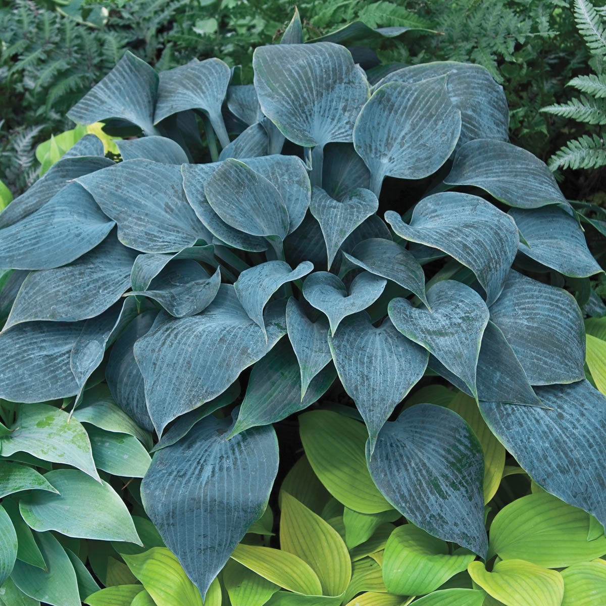 Breck's White Halcyon Hosta Plant in 10-Pack Bareroot 90351 at Lowes.com