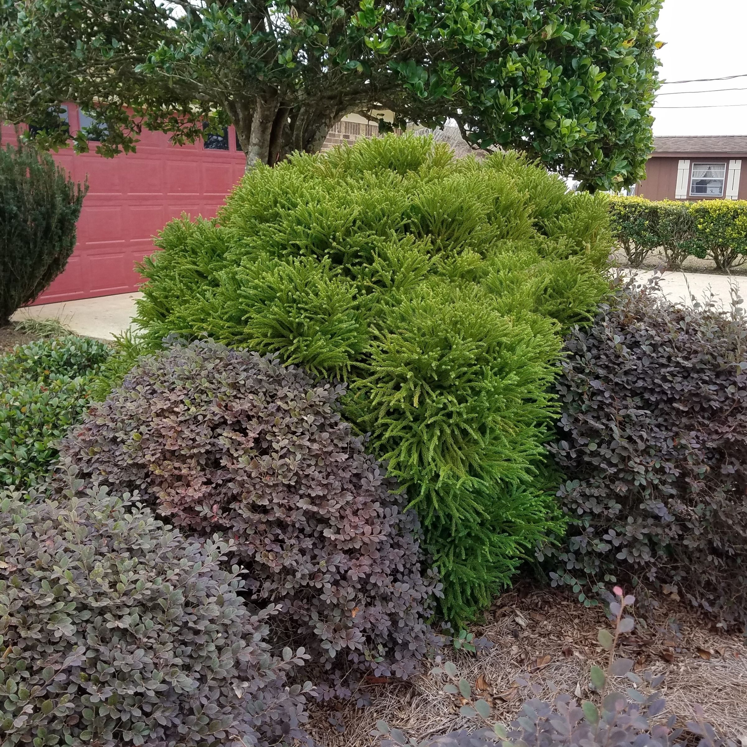 National Plant Network LW3010 shrubs - View #3