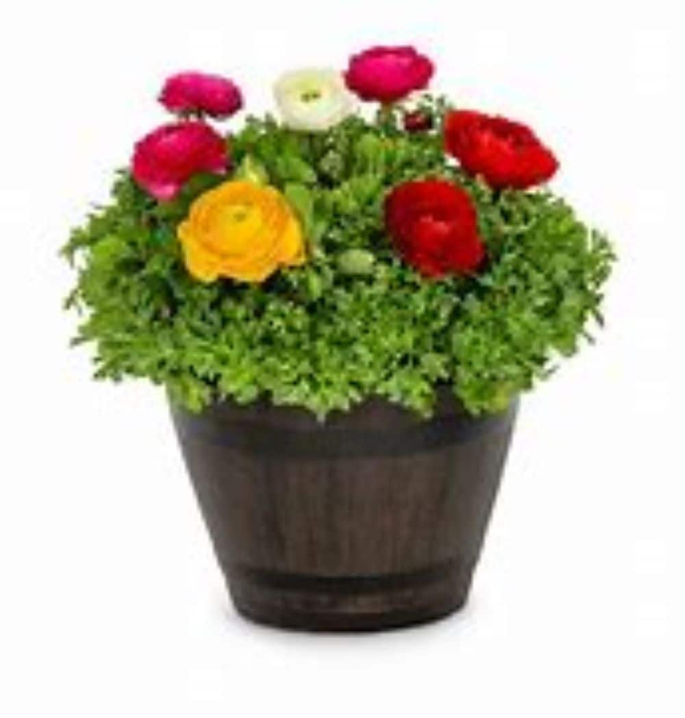 Lowe's 2736962 Multicolor RANUNCULUS BUTTERCUP in 1.15 Gallon(s) Planter 3 -Pack