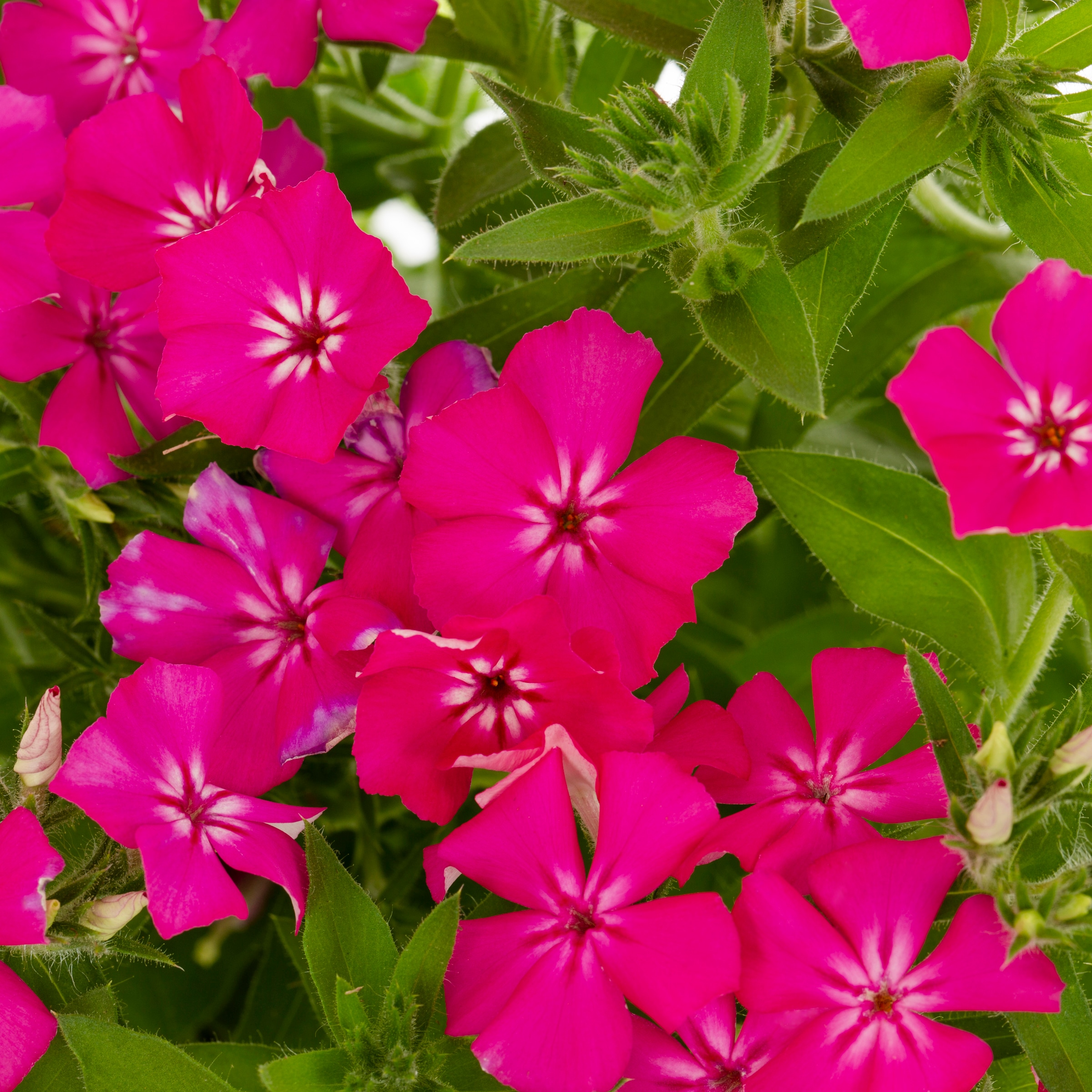 Lowe's NURSERY annuals - View #6